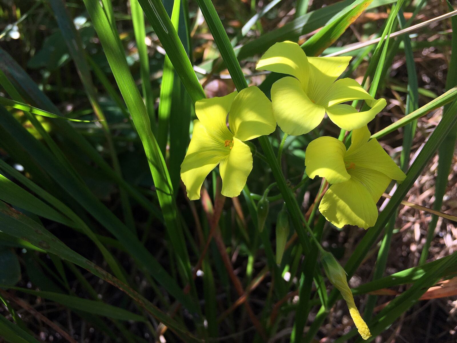 Apple iPhone 6s Plus sample photo. Flower, yellow, meadow photography