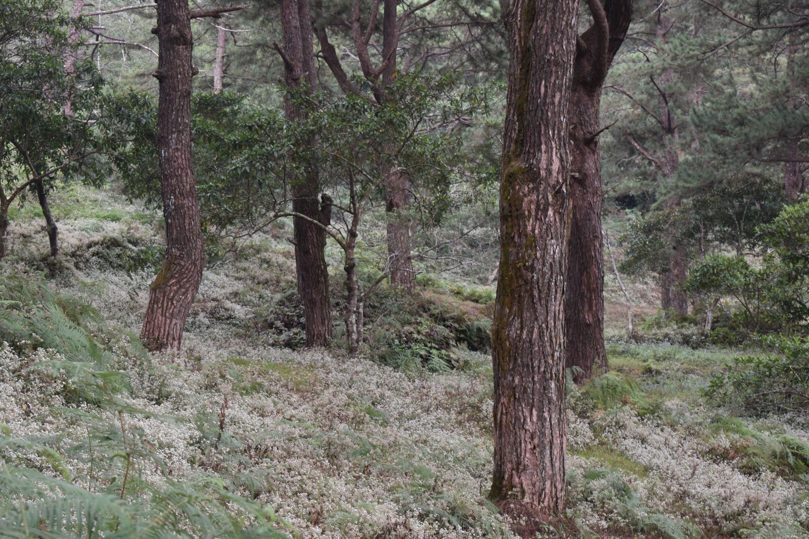 Nikon D5500 sample photo. On the woods, pine photography