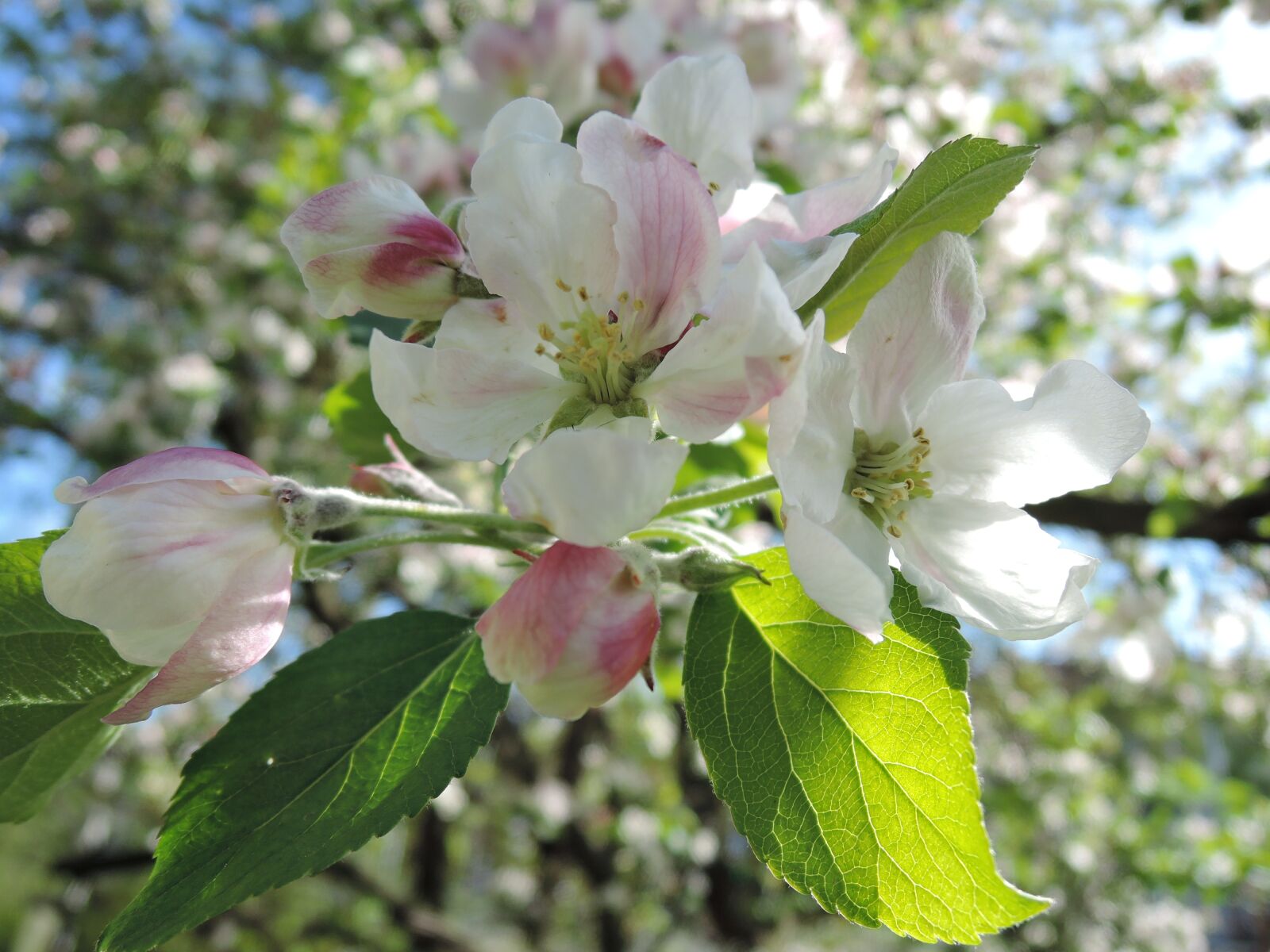 Nikon Coolpix P340 sample photo. Tree, flower, apple tree photography