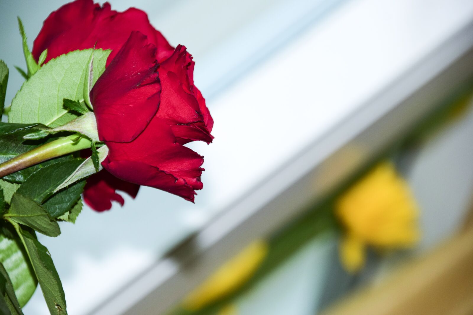 Nikon D5300 sample photo. Flower, red, rose photography