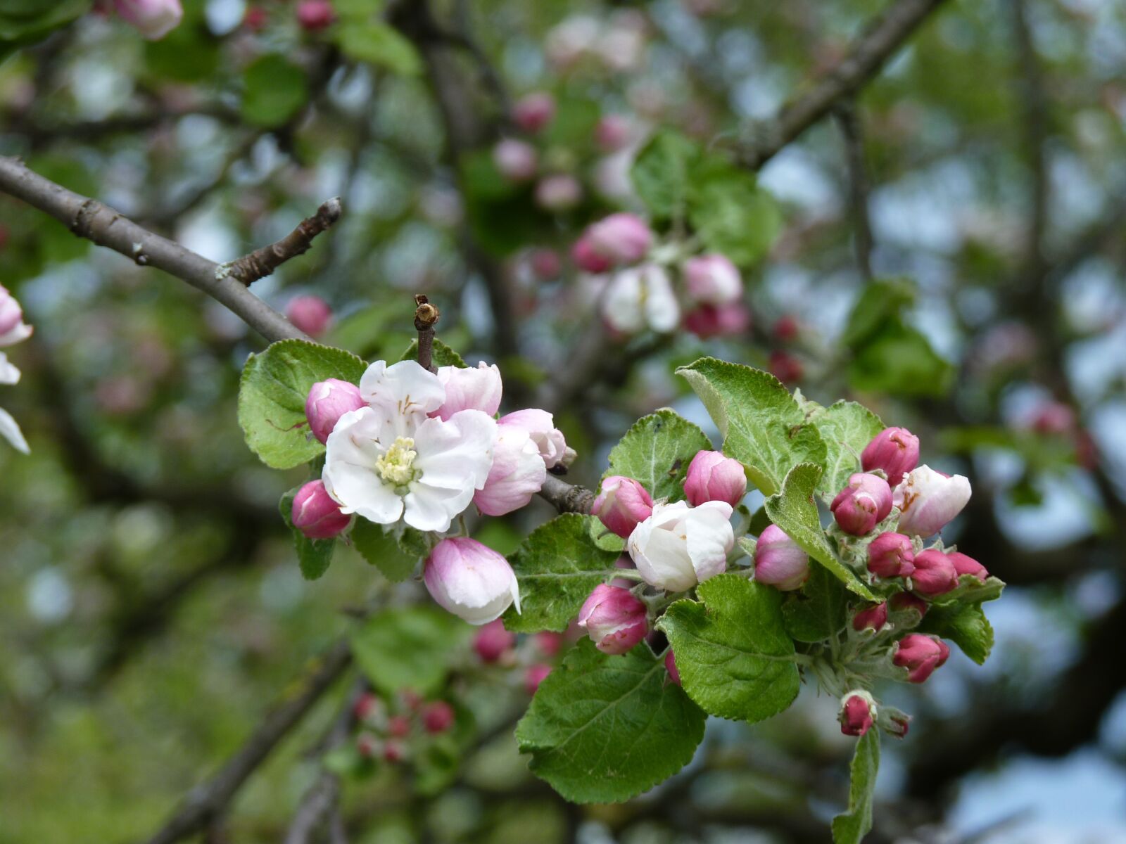 Panasonic Lumix DMC-FZ35 (Lumix DMC-FZ38) sample photo. Apple, blossom, bloom photography