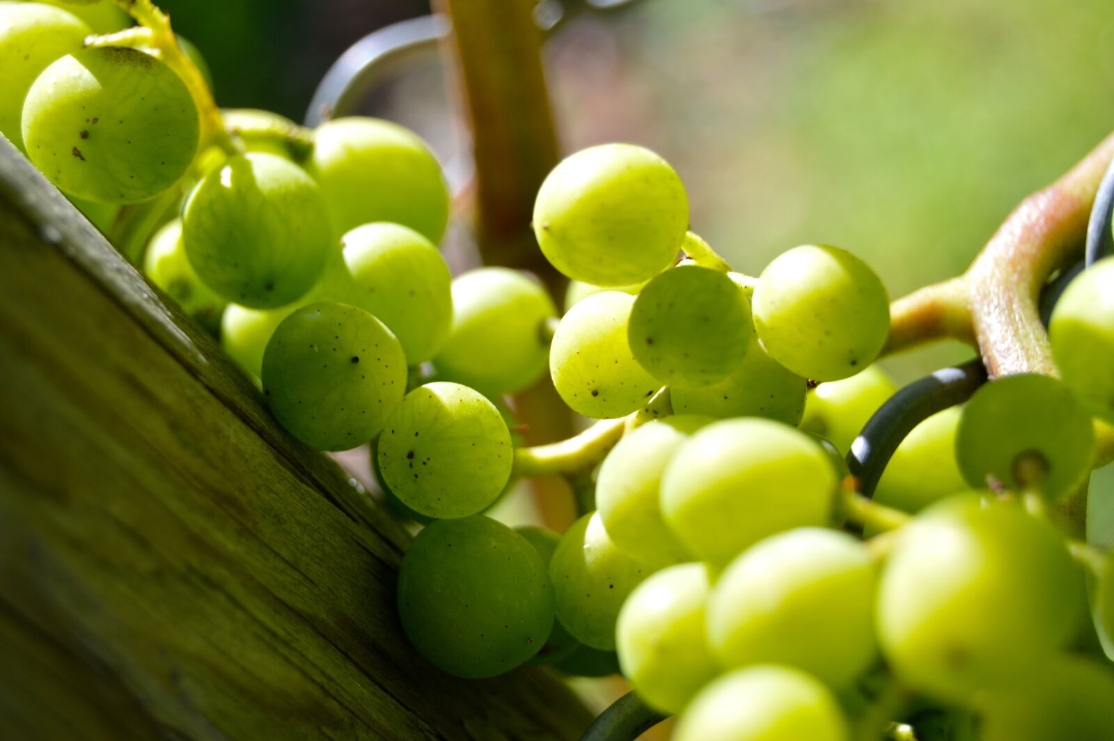 Nikon D3200 sample photo. Grapes, henkel, grape photography