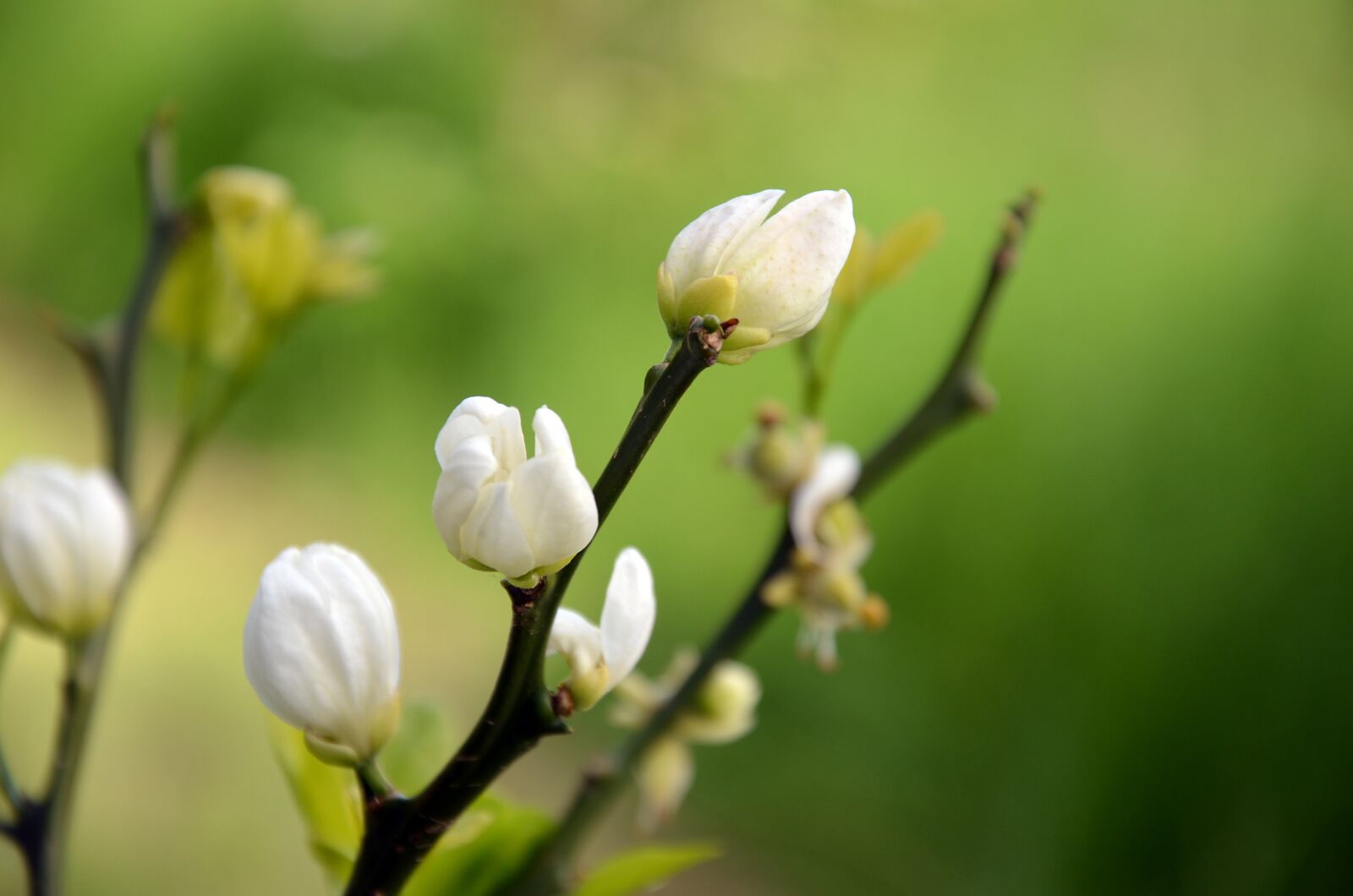 Nikon D5100 sample photo. Buds, flowers, trees photography