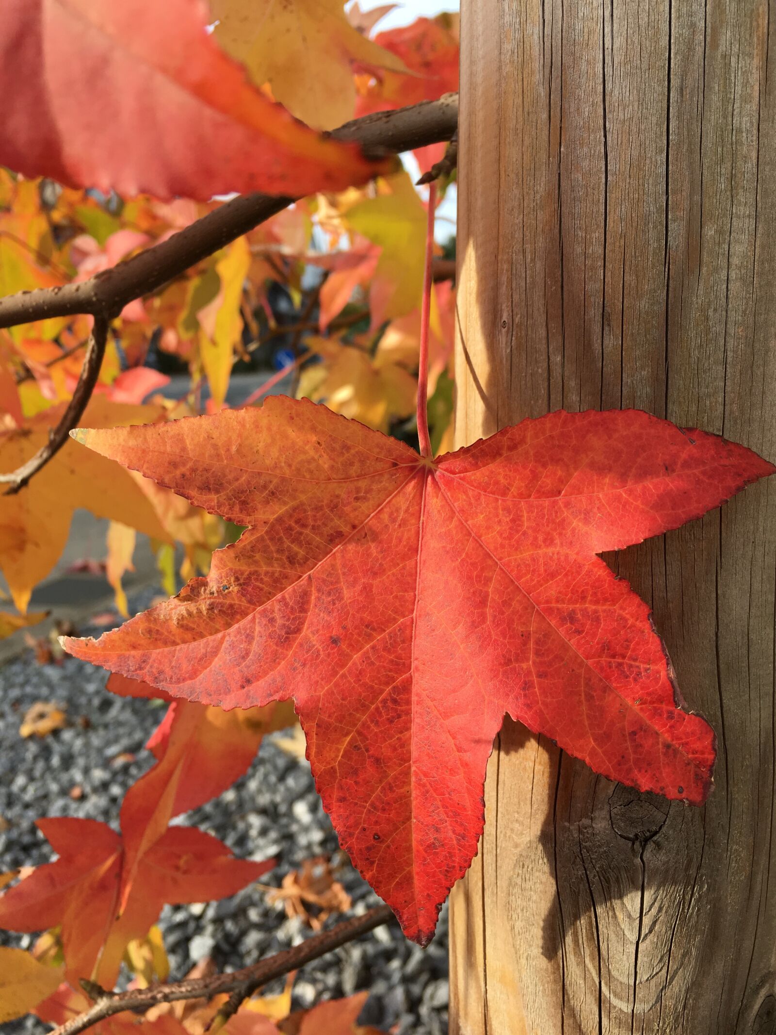 Apple iPhone 6s sample photo. Autumn, fall foliage, red photography