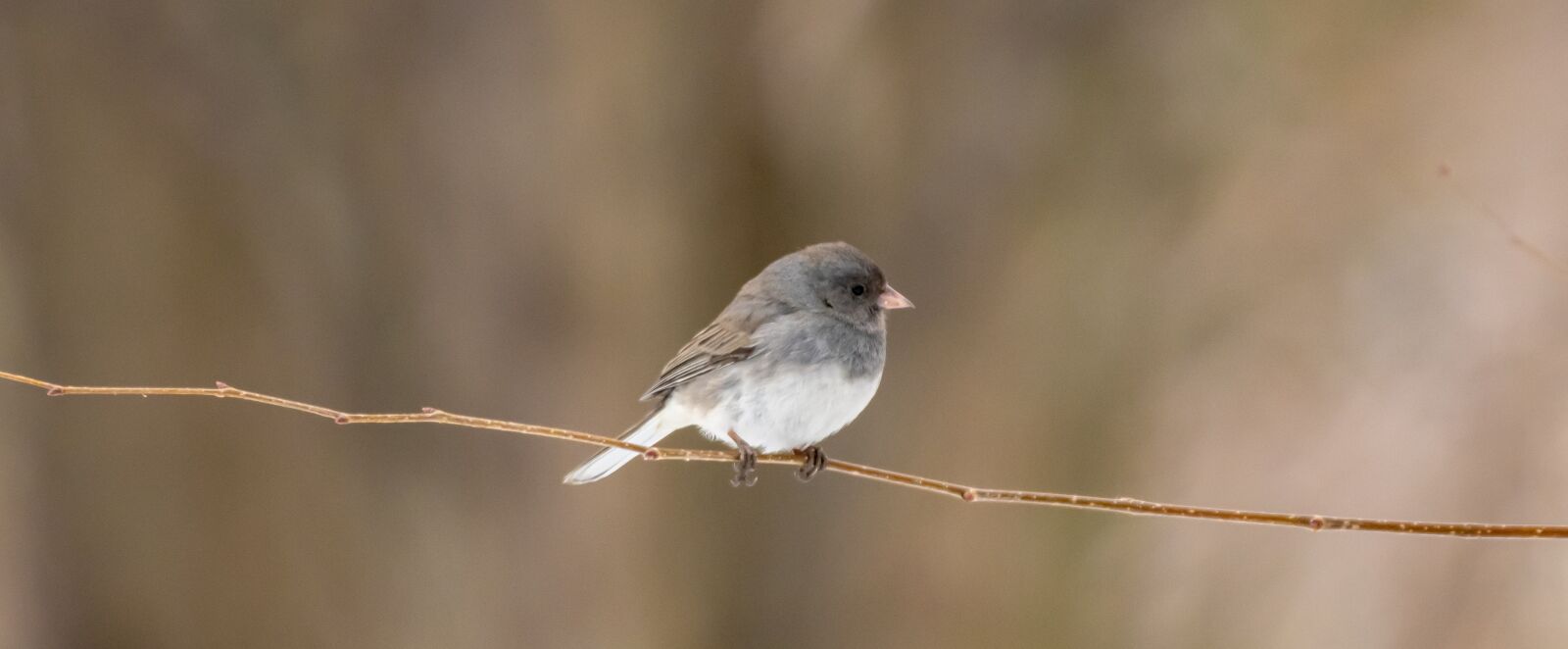 Nikon D500 sample photo. Backyard, wildlife, birdwatching photography
