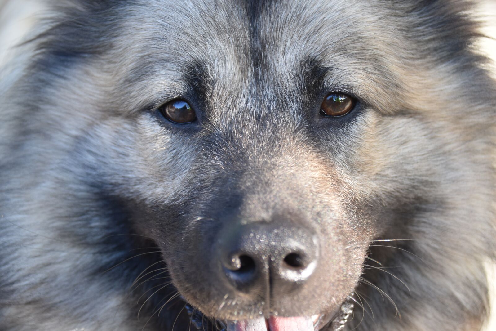 Nikon D5600 sample photo. Dog eurasier, portrait dog photography