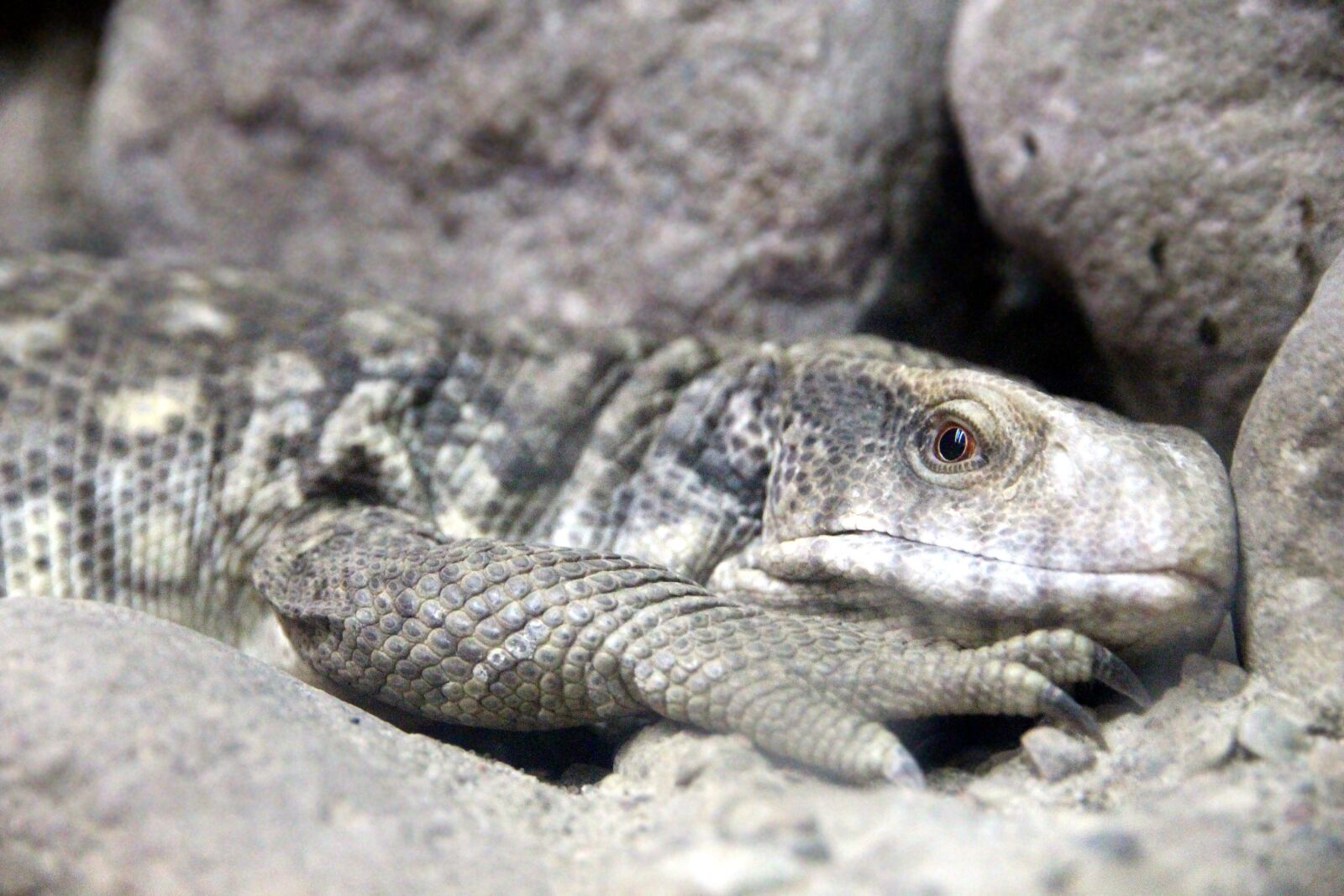Canon EOS 650D (EOS Rebel T4i / EOS Kiss X6i) sample photo. Monitor, the cape monitor photography