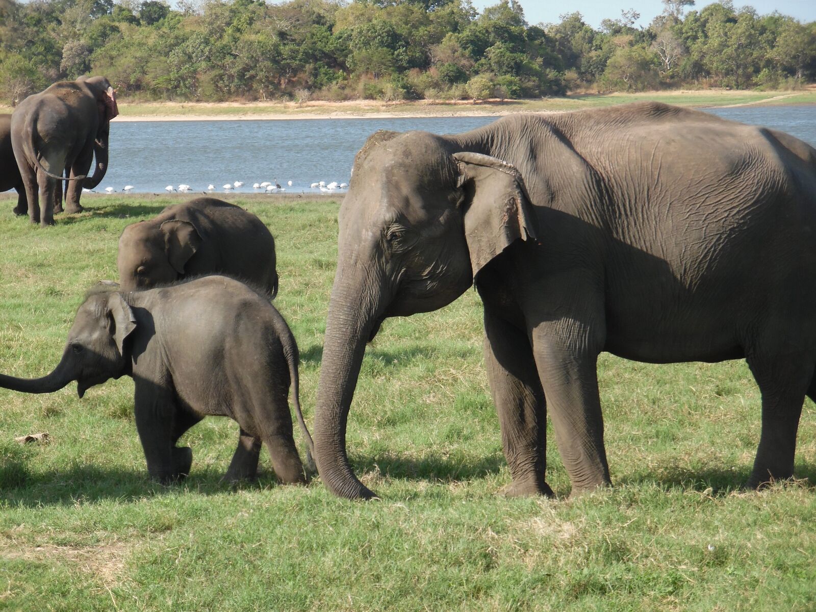 Samsung WB35F/WB36F/WB37F sample photo. Elephants, travel, wildlife photography