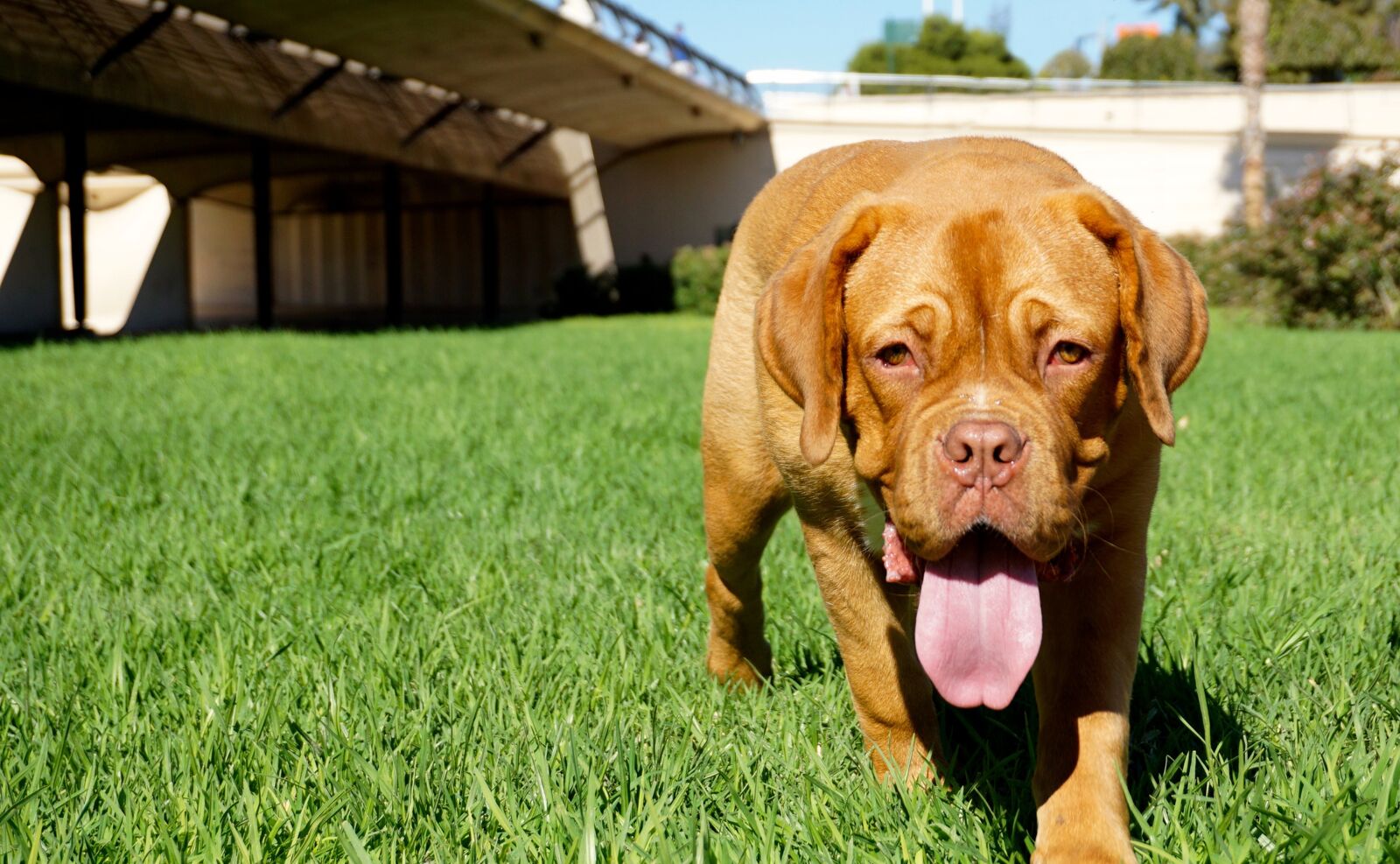 Sony a6000 sample photo. Dog, dogue de bordeaux photography