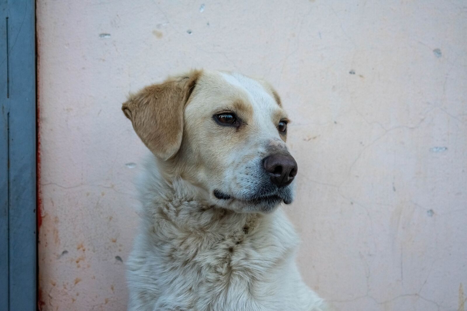 Nikon D3400 sample photo. Dog, animal, pet photography