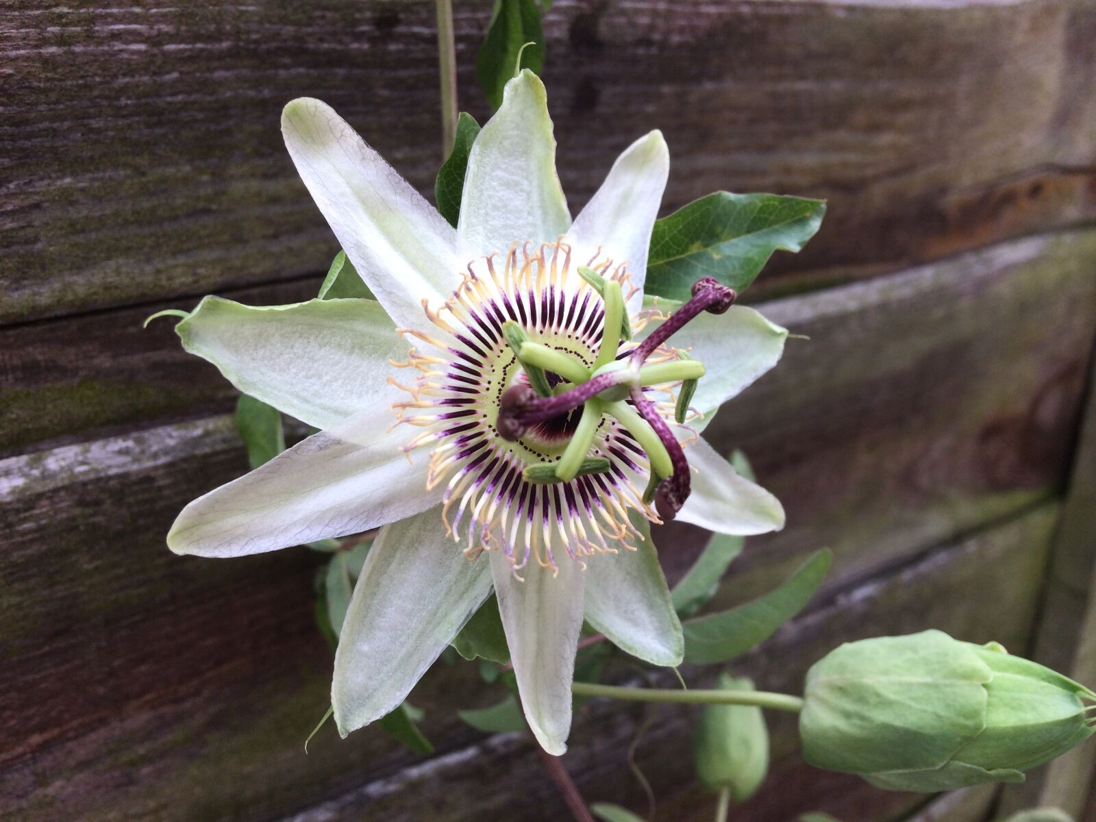 iPhone 5s back camera 4.15mm f/2.2 sample photo. Flowers, flower of passion photography
