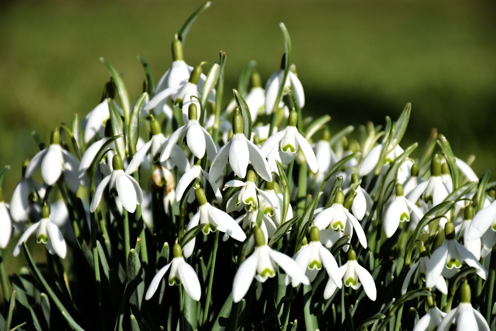 Nikon D7200 sample photo. Snowdrop, galanthus, flower photography