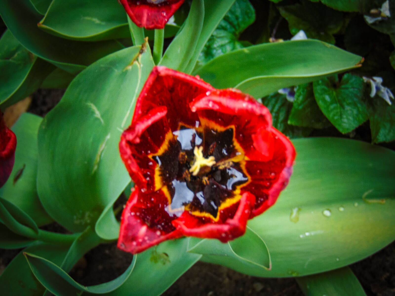 Sony Cyber-shot DSC-H300 sample photo. Year-2020, merchant louis, moss photography