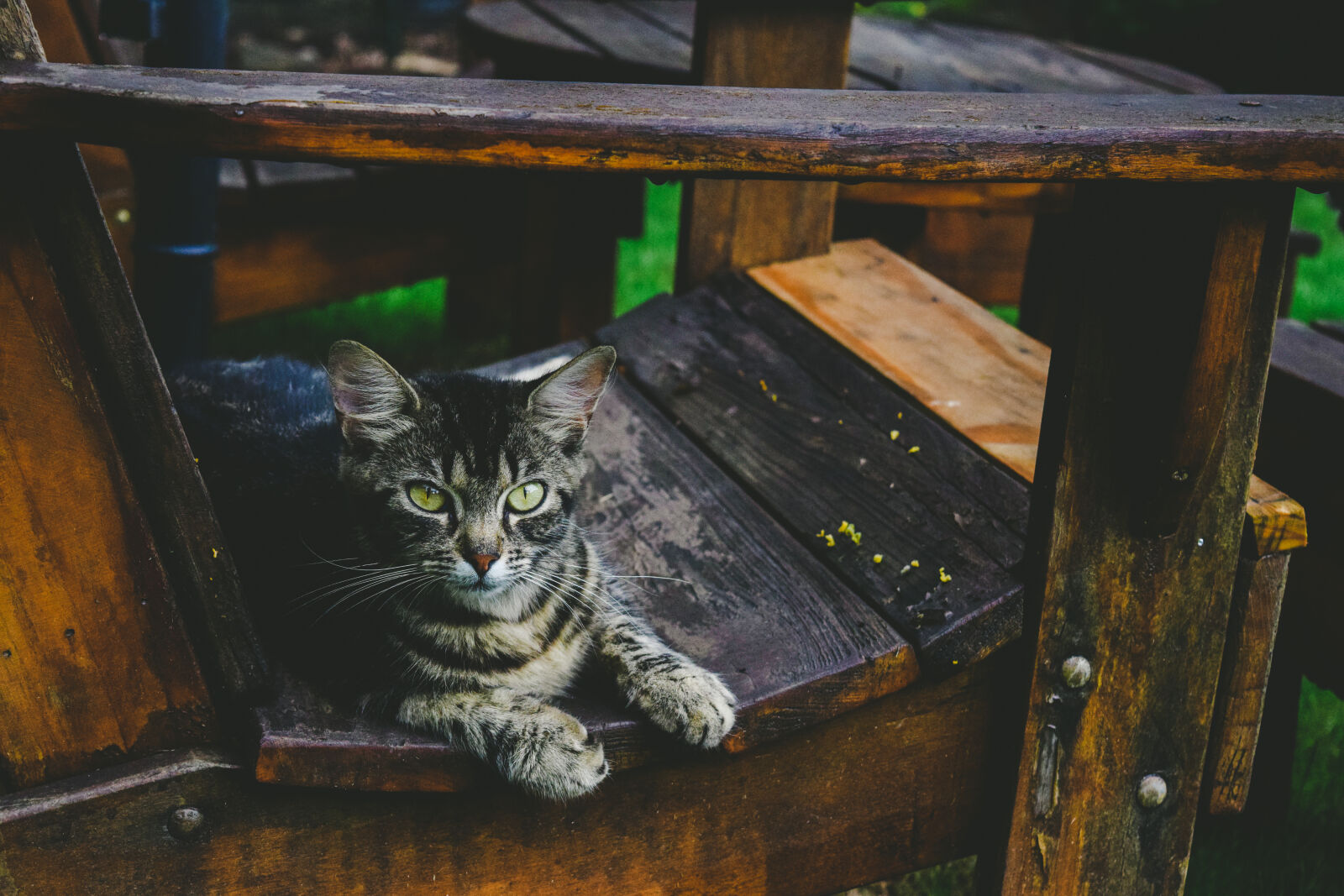 Nikon D3300 sample photo. Adorable, animal, animal, photography photography