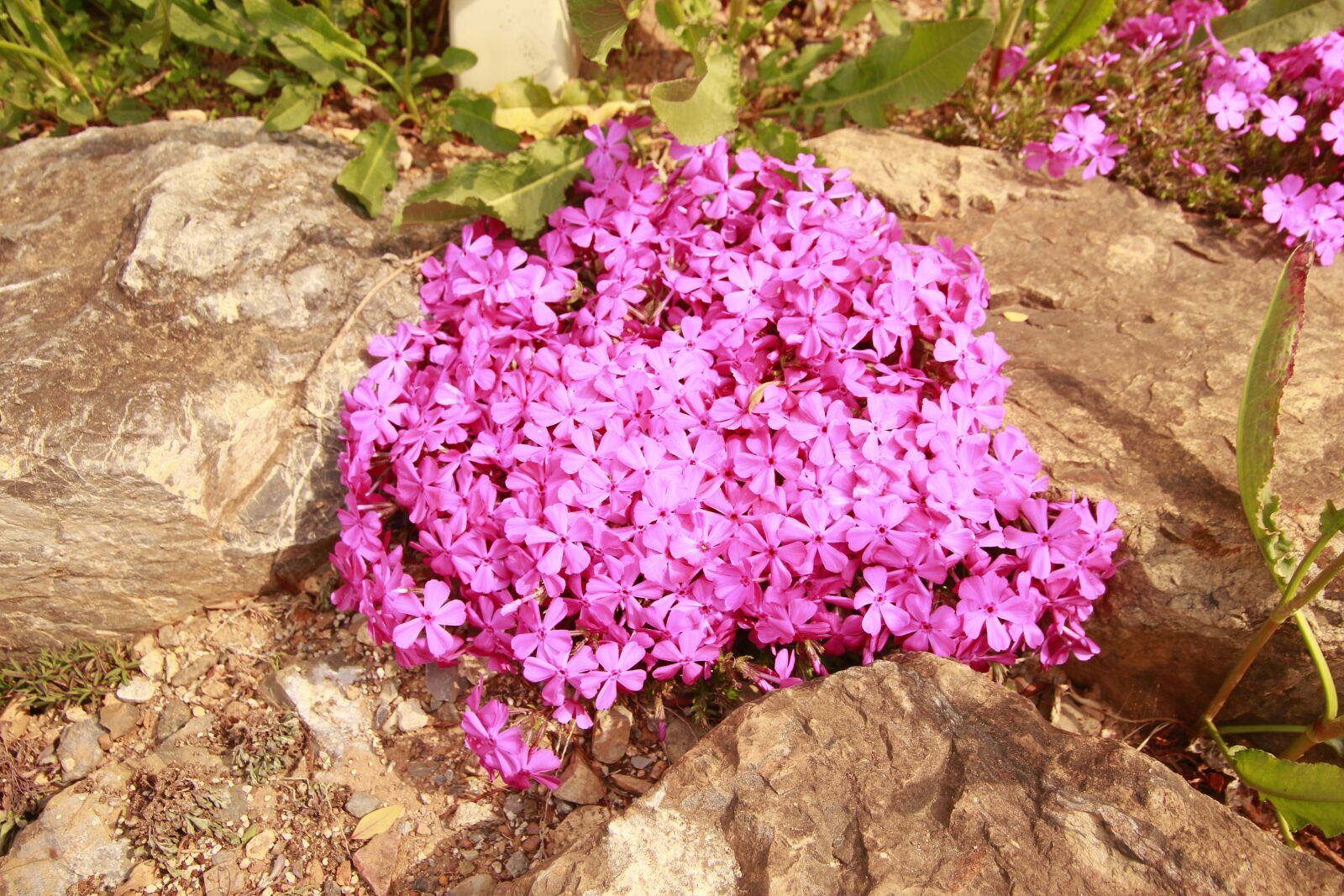 Canon EOS 700D (EOS Rebel T5i / EOS Kiss X7i) sample photo. Flowers, grass, flower grass photography