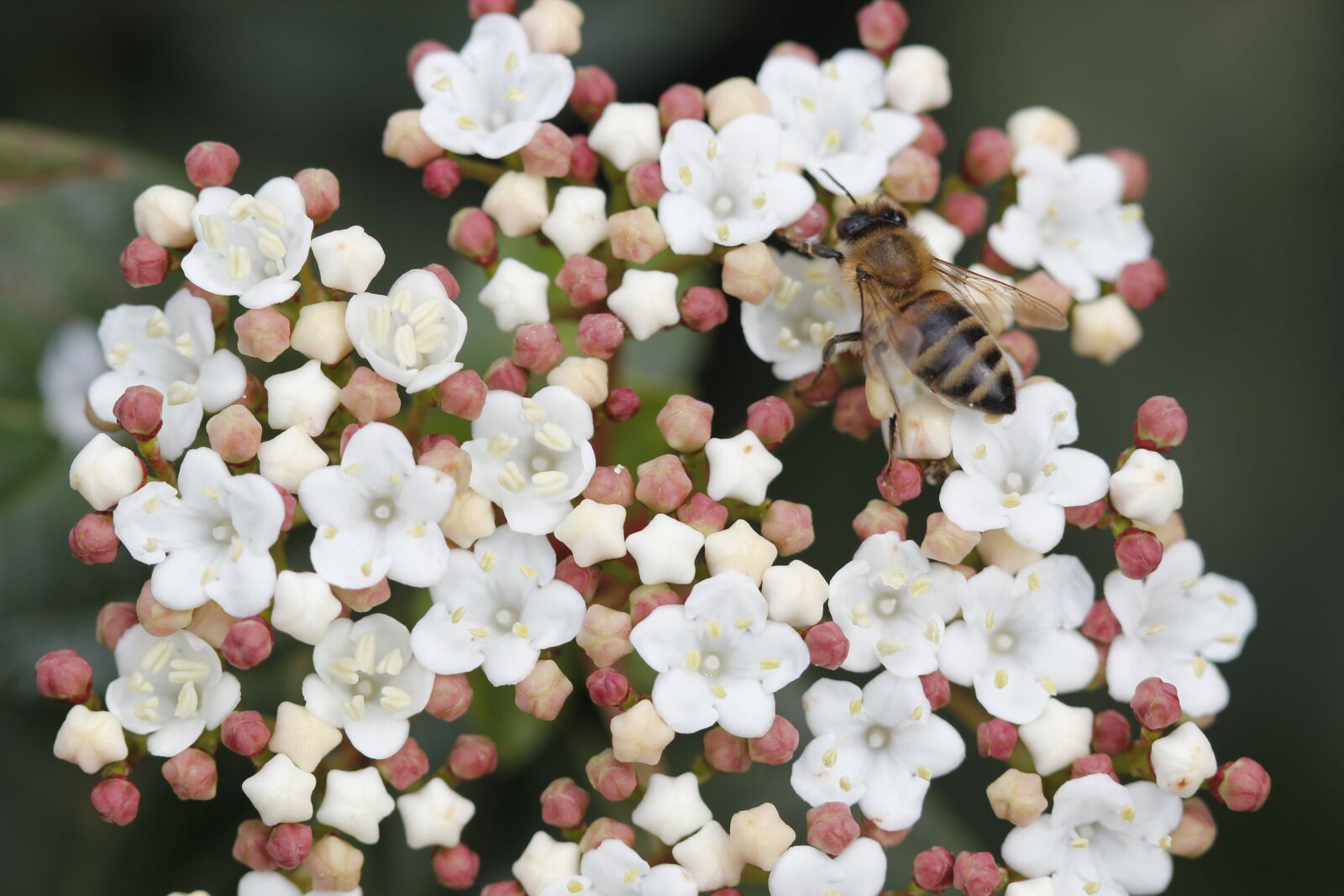 Canon EOS 550D (EOS Rebel T2i / EOS Kiss X4) sample photo. Bee, flower, nature photography