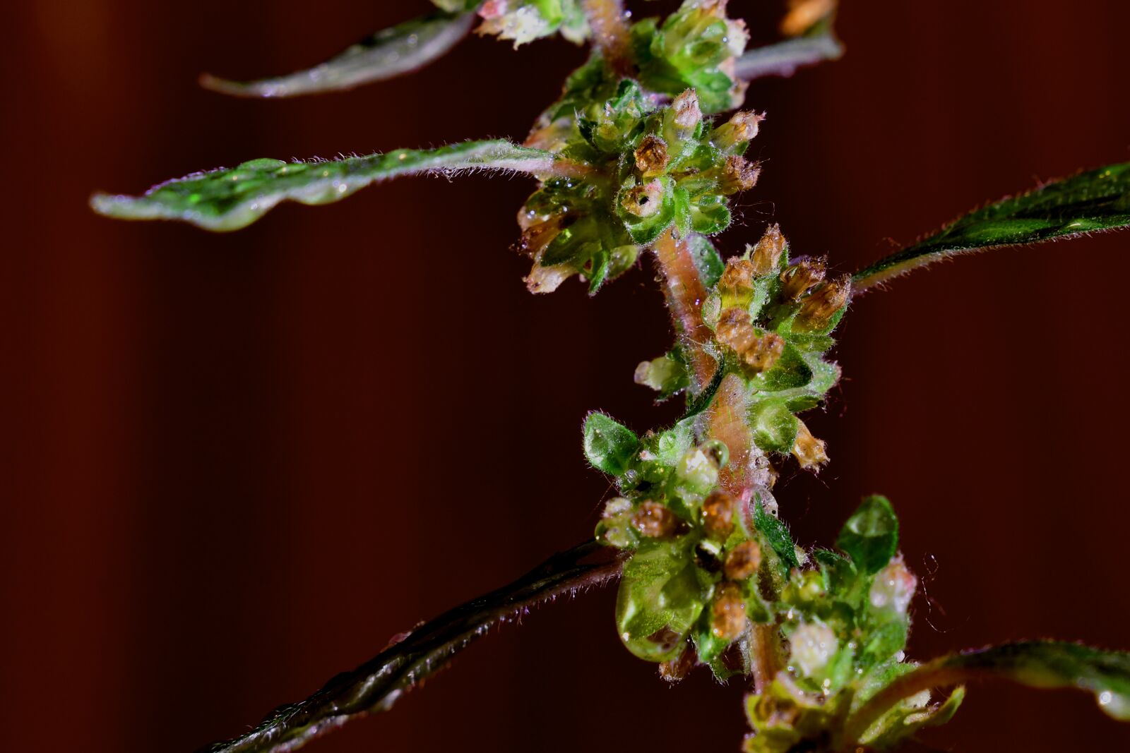 Nikon D3500 sample photo. Botany, flower, grass photography
