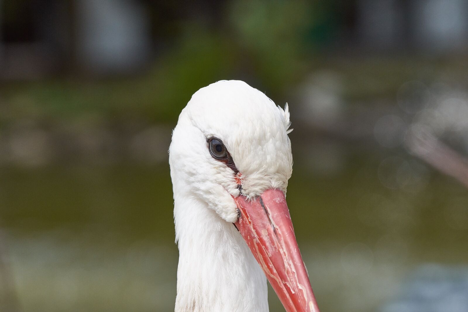 Nikon AF-S Nikkor 200-500mm F5.6E ED VR sample photo. Stork, head, rattle stork photography