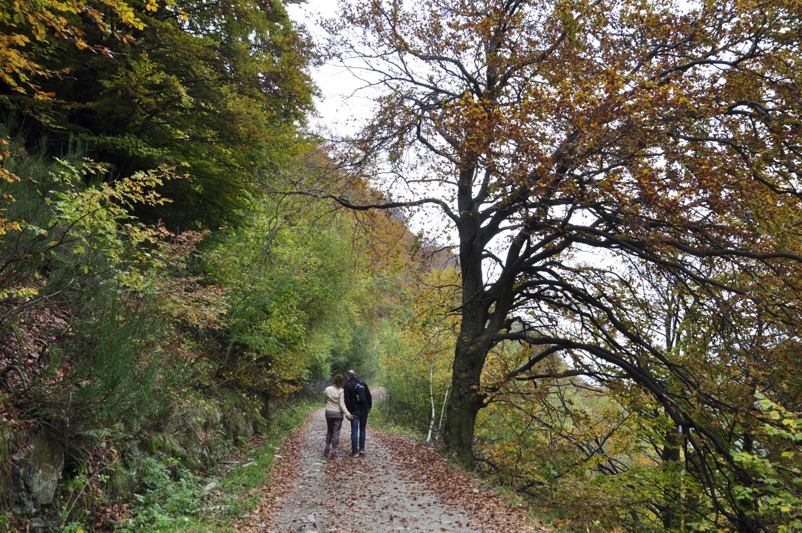 Nikon D5000 sample photo. Autumn, forest, colors photography
