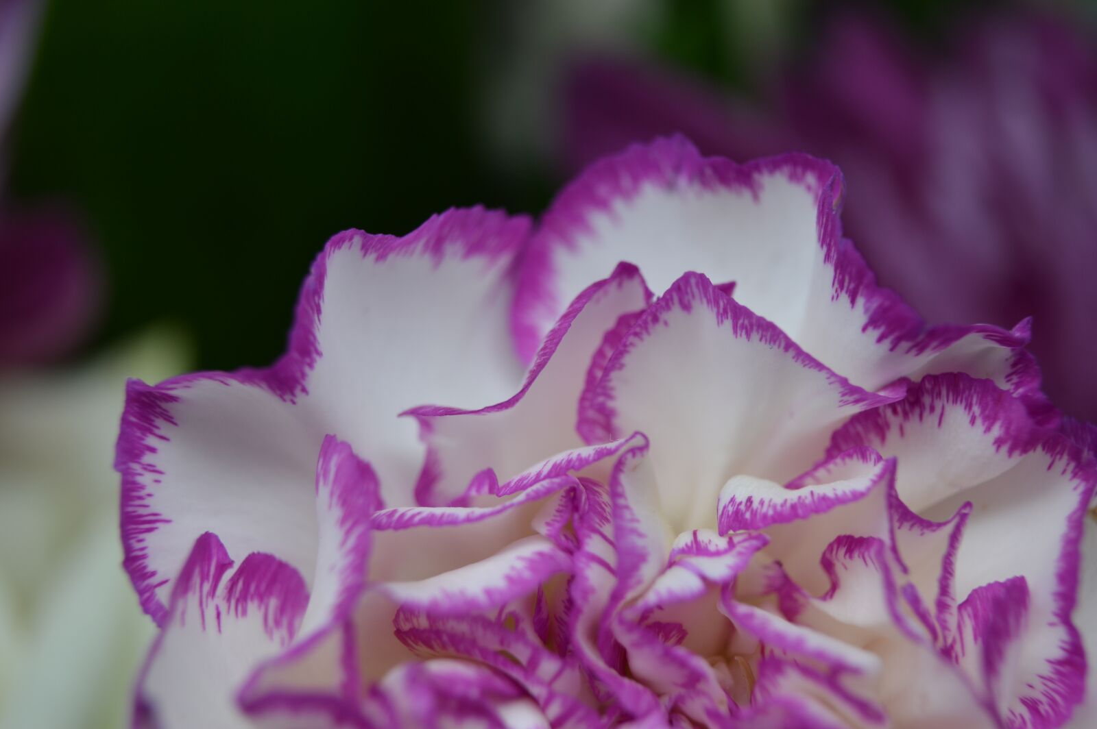 Nikon D3200 sample photo. Flower, petals, white photography