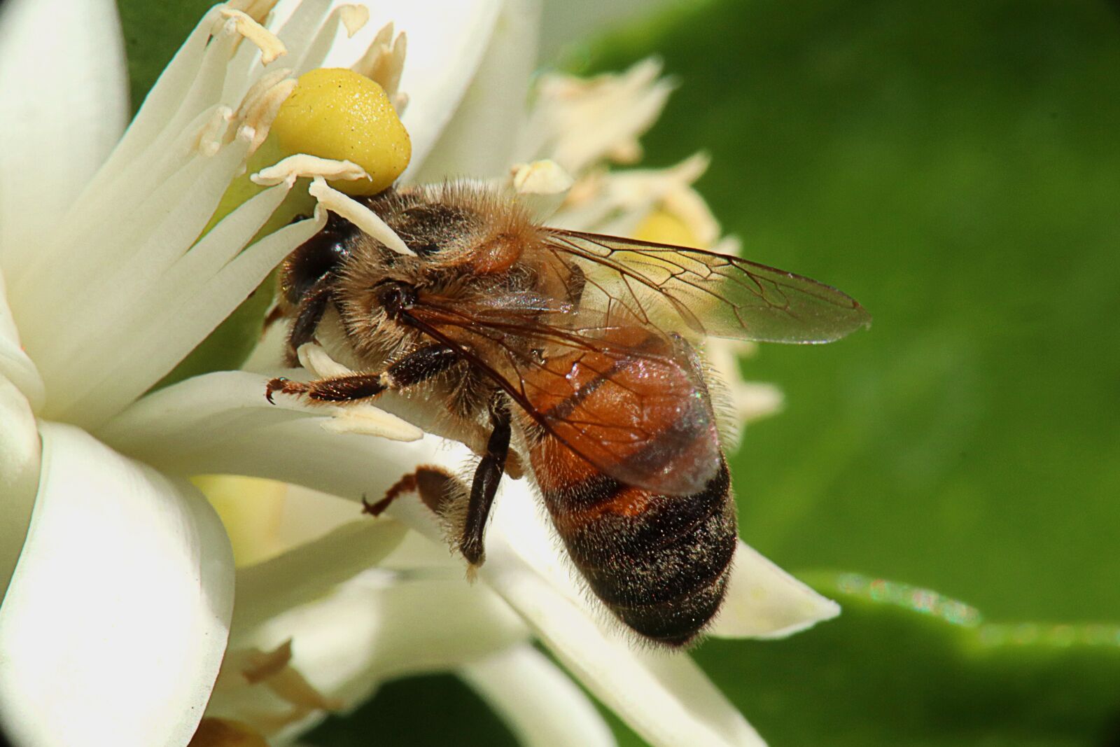 Canon EOS M50 (EOS Kiss M) sample photo. Bee, obrera, collection photography
