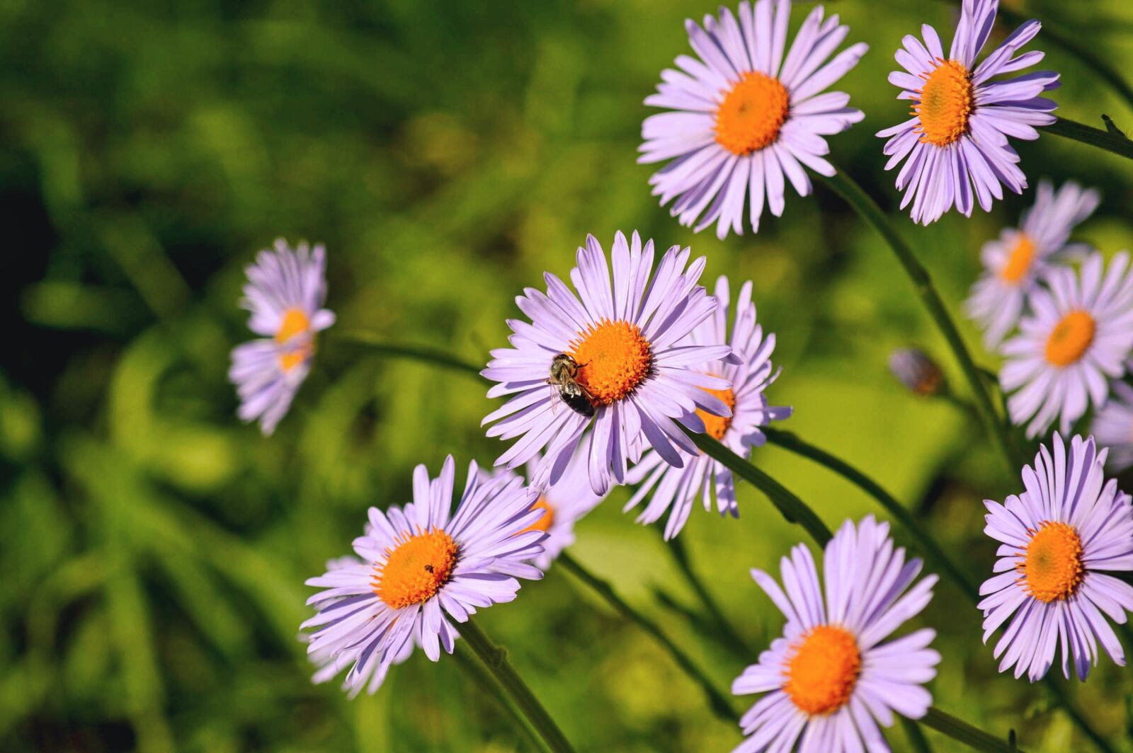 Nikon D3200 sample photo. Bee, flower, purple photography