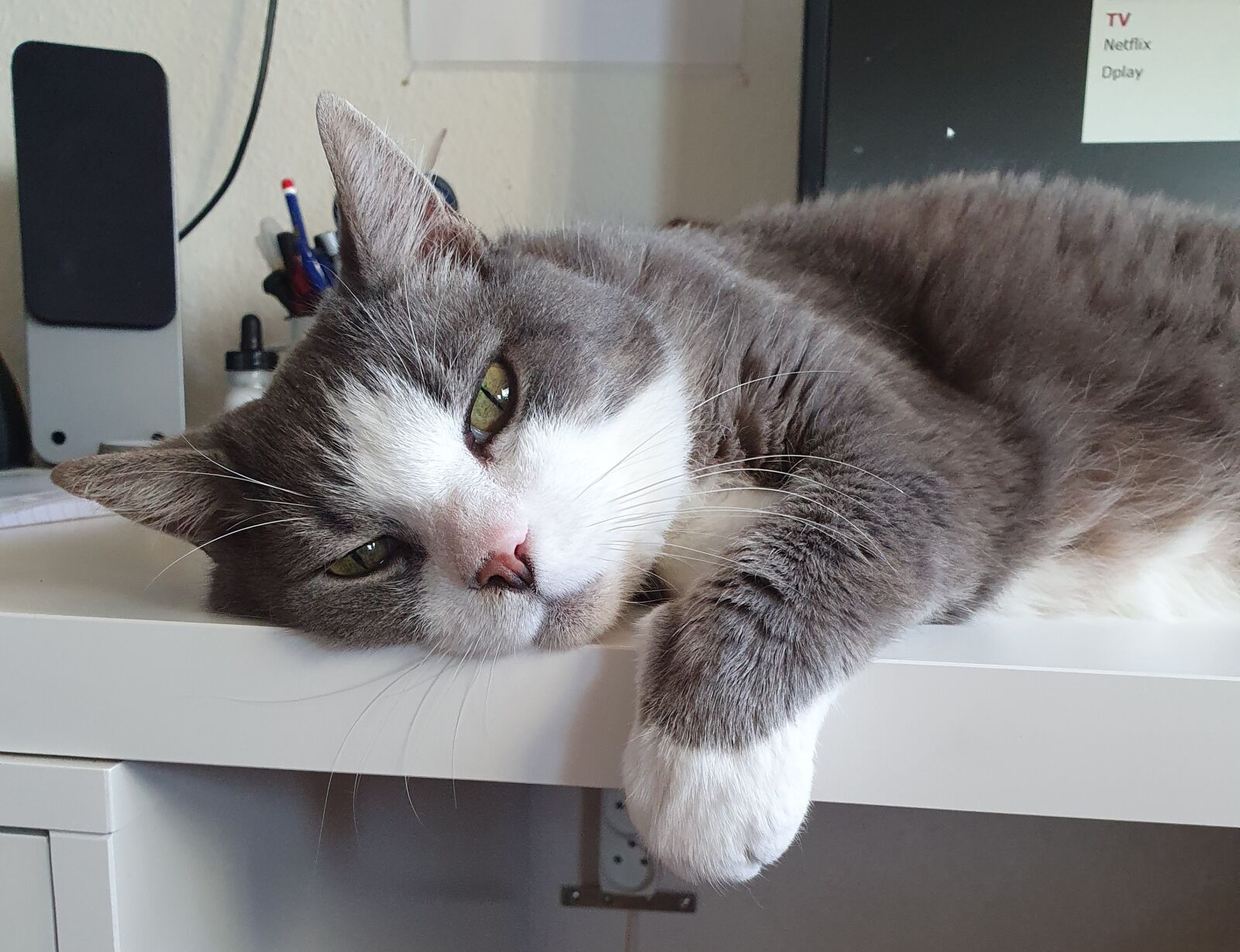 Samsung Galaxy S10 sample photo. Cat, gray, pets photography