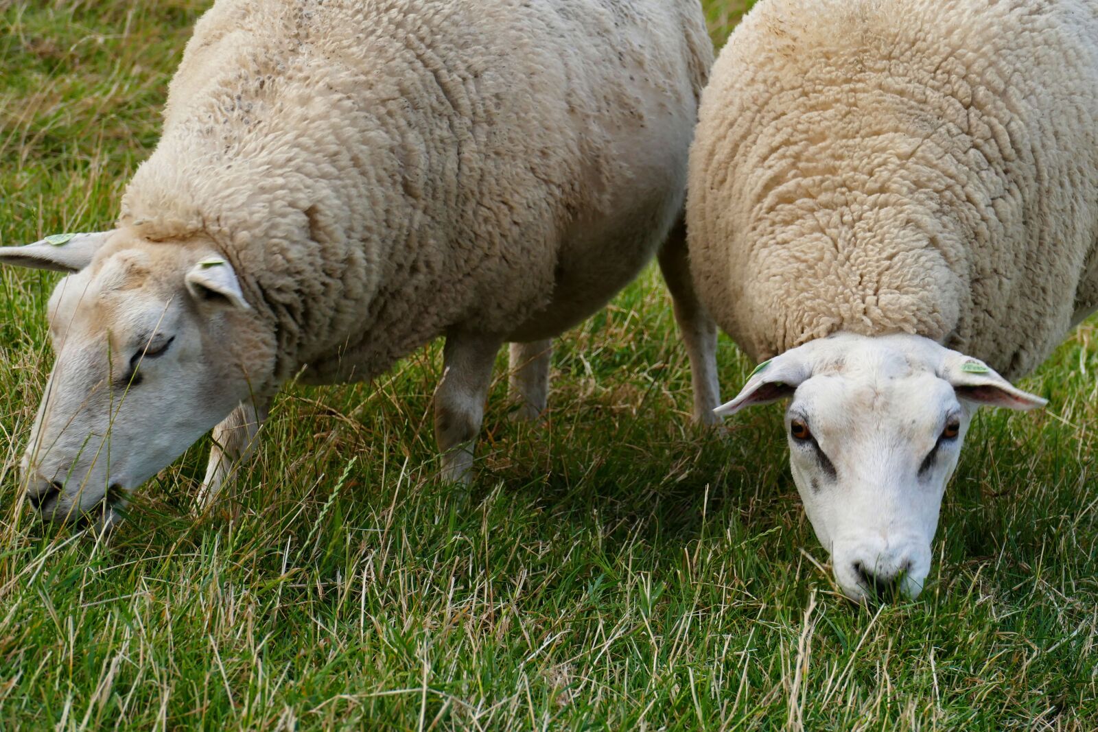 Panasonic Lumix DMC-FZ1000 sample photo. Sheep, meadow, farm photography