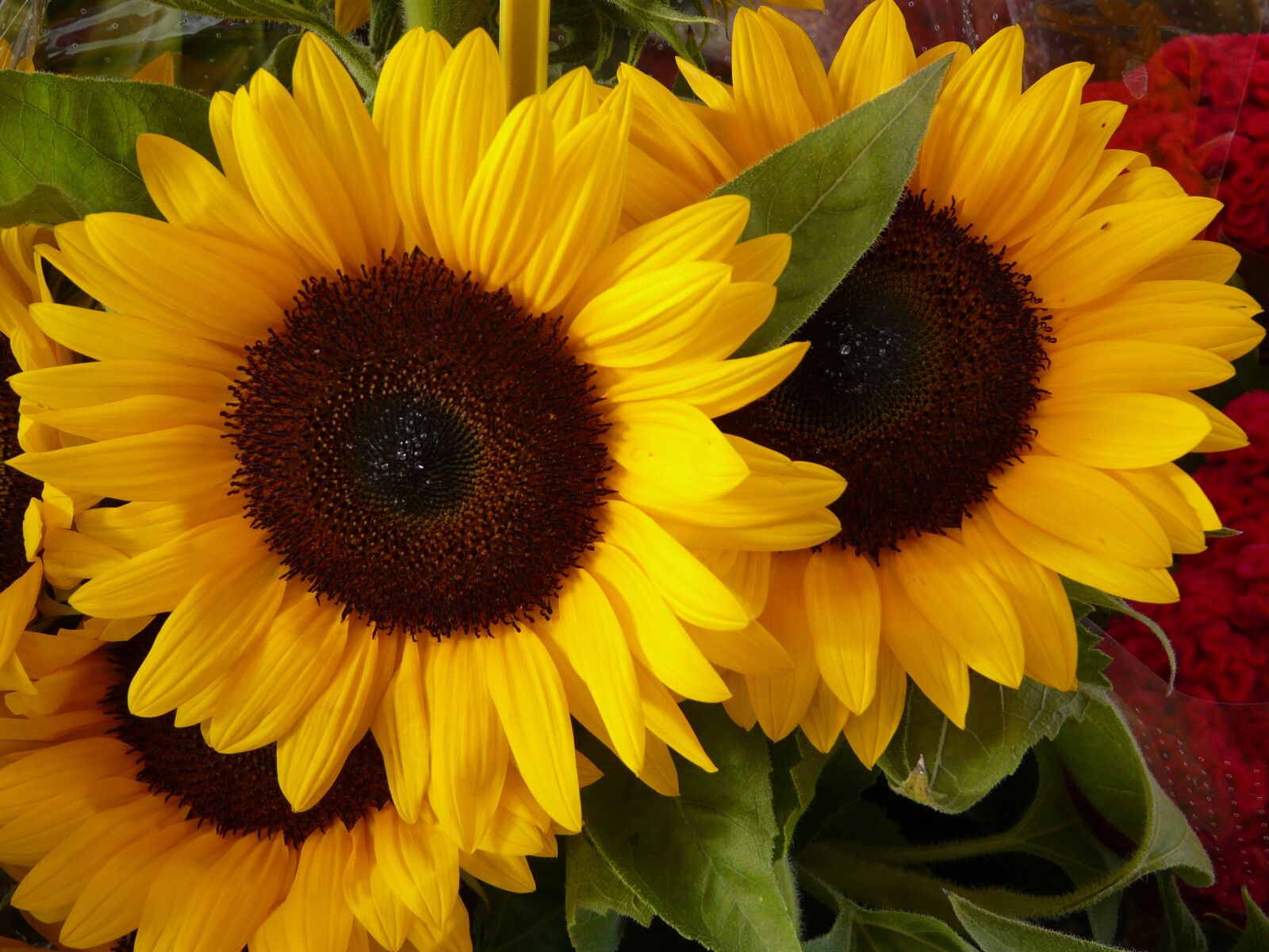 Panasonic DMC-FZ18 sample photo. Sunflower, flower, yellow photography
