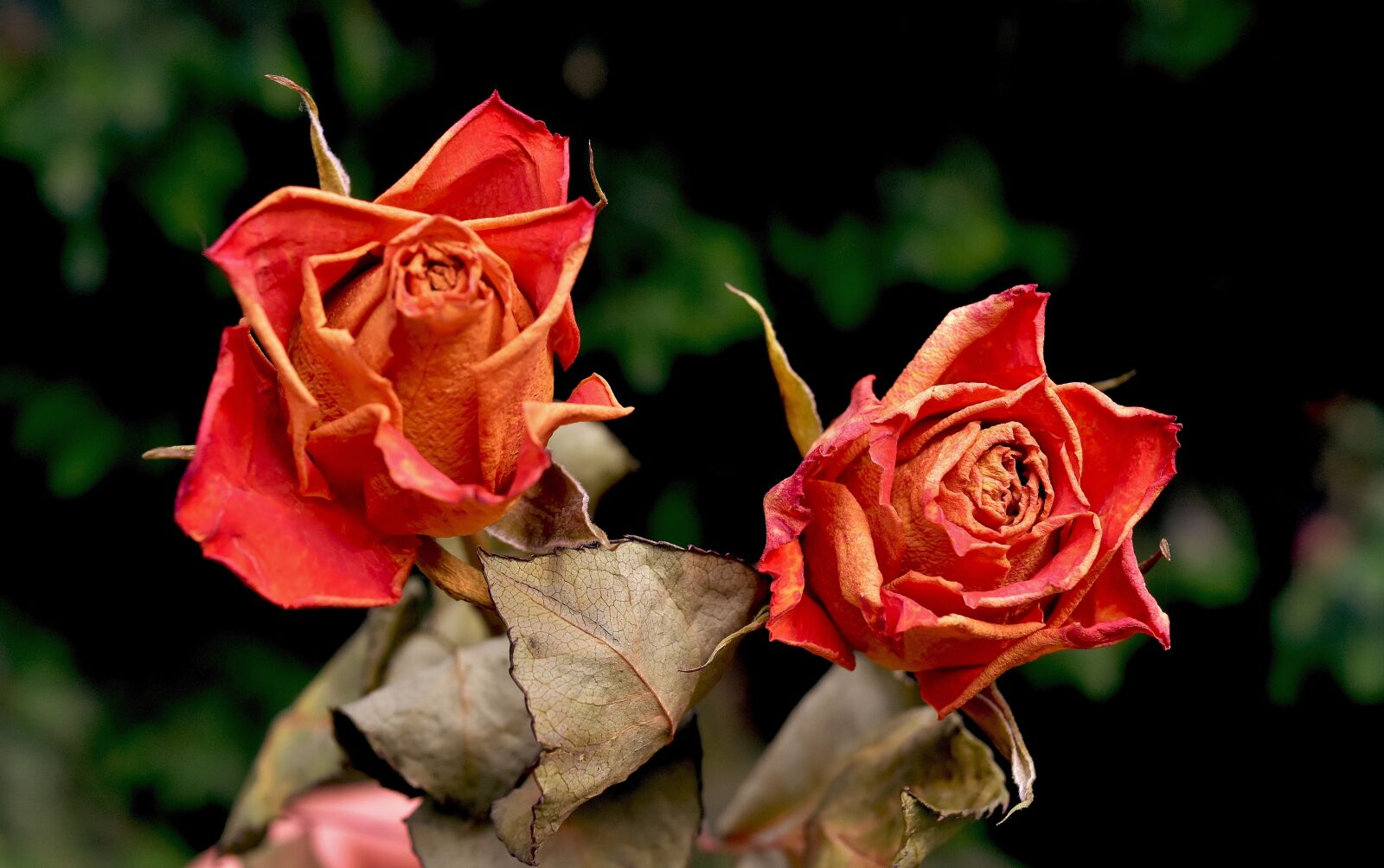 Nikon D7200 sample photo. Roses, flowers, dried photography