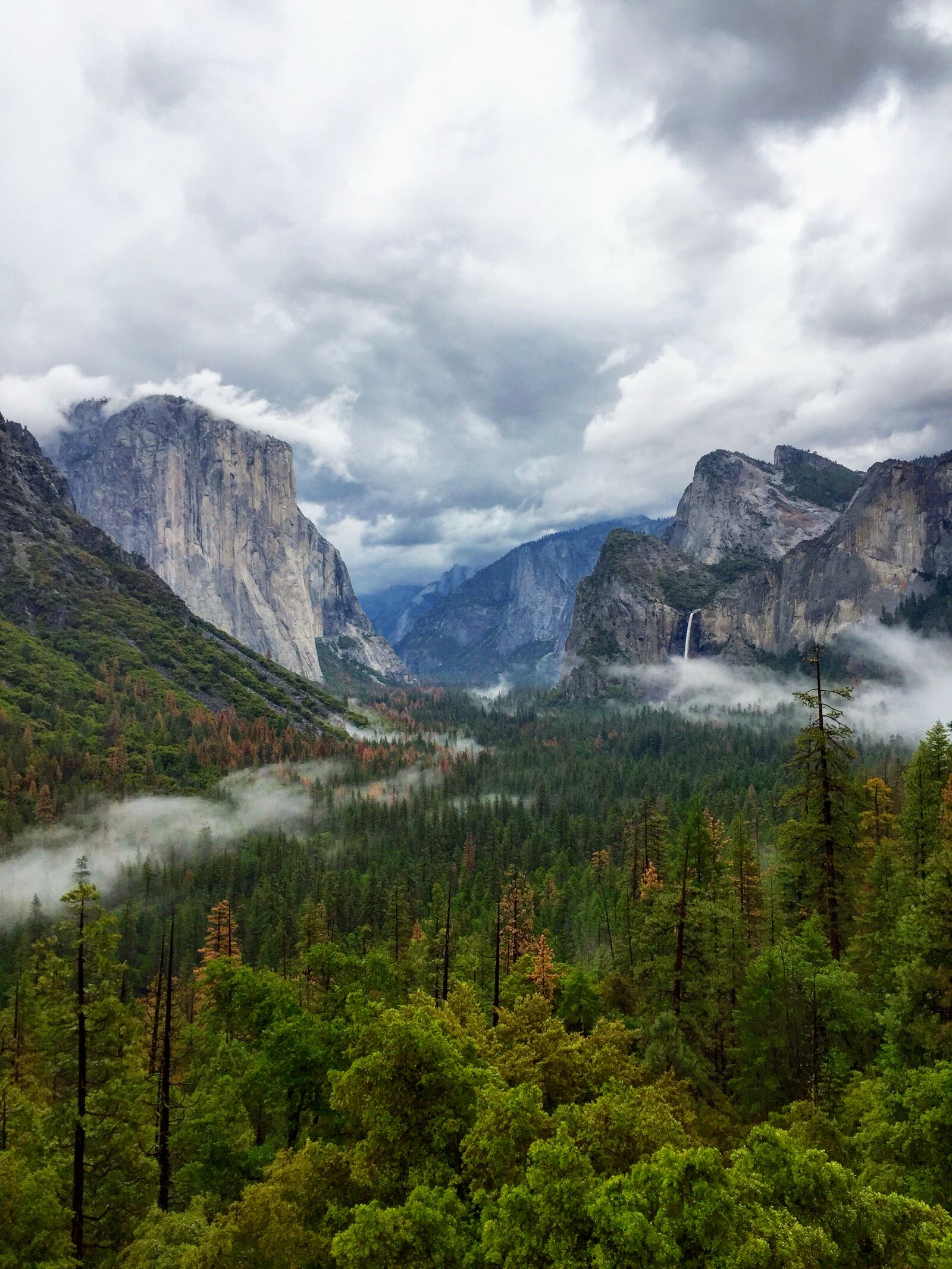 iPhone 6 back camera 4.15mm f/2.2 sample photo. Forest, landscape, mountains, yosemite photography
