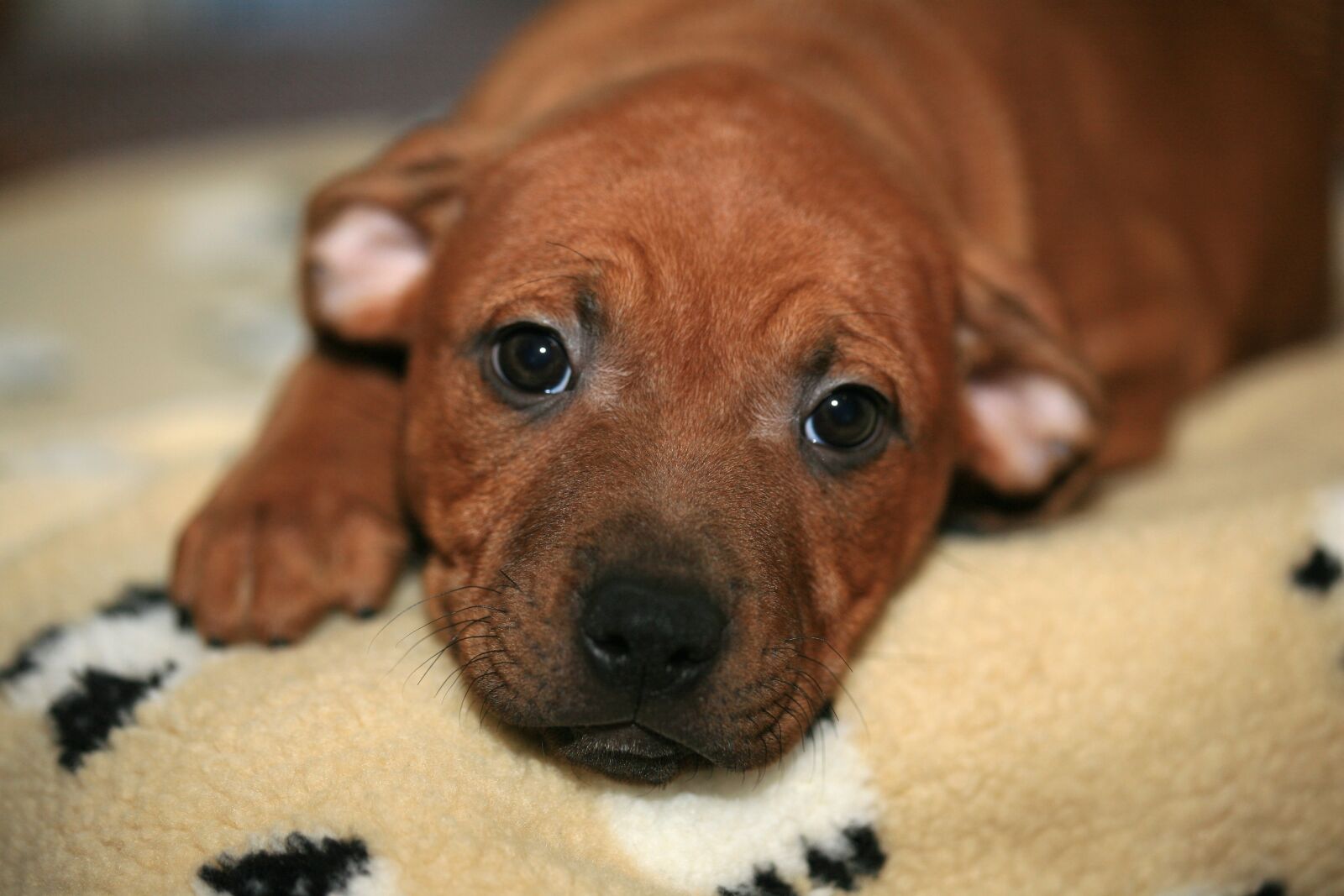 Canon EOS 5D sample photo. Puppy, young, staffordshire photography