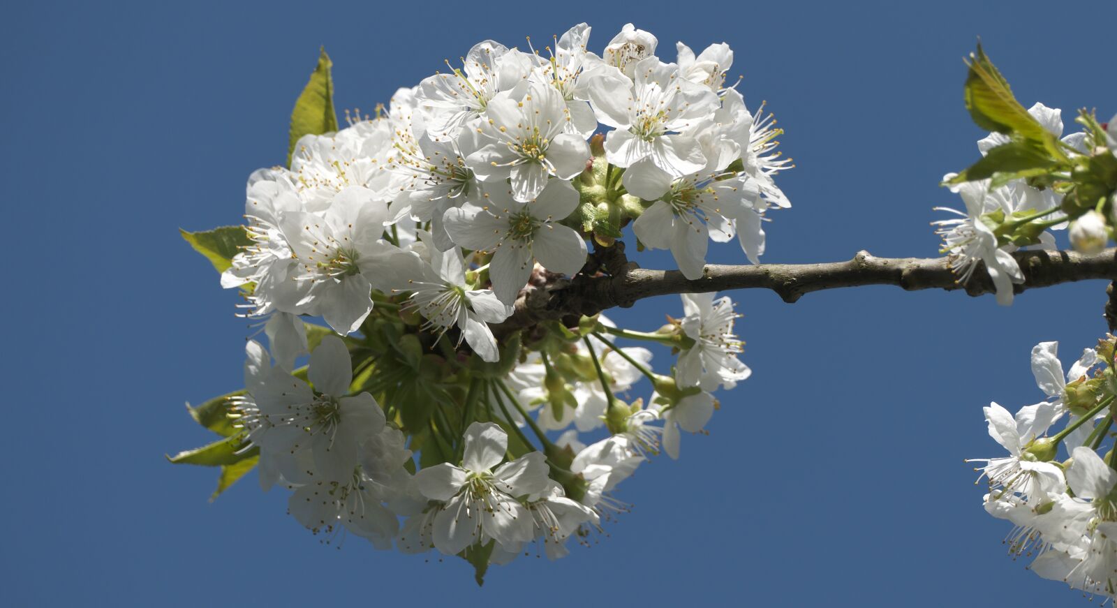 Panasonic Lumix DMC-FZ1000 sample photo. Blossom, bloom, blue sky photography