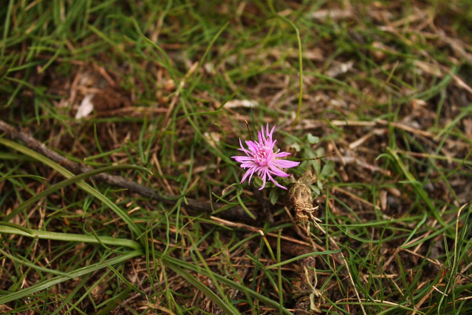 Canon EOS 1100D (EOS Rebel T3 / EOS Kiss X50) sample photo. Artificial, flowers, grass photography