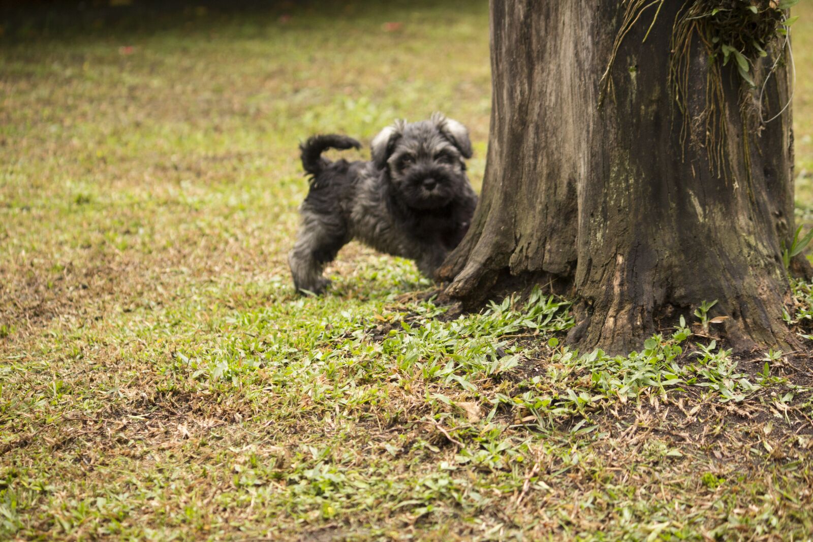 Canon EOS 60D + Canon EF-S 55-250mm F4-5.6 IS sample photo. Dog, schnauzer, pet photography