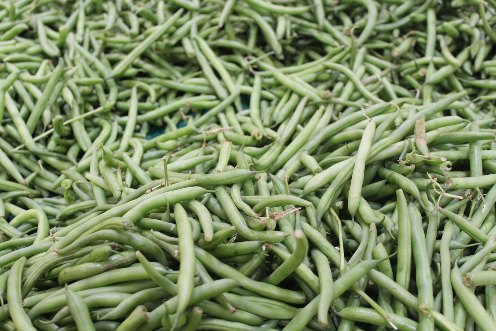 Canon EOS 1300D (EOS Rebel T6 / EOS Kiss X80) sample photo. Food, vegetable, pod photography