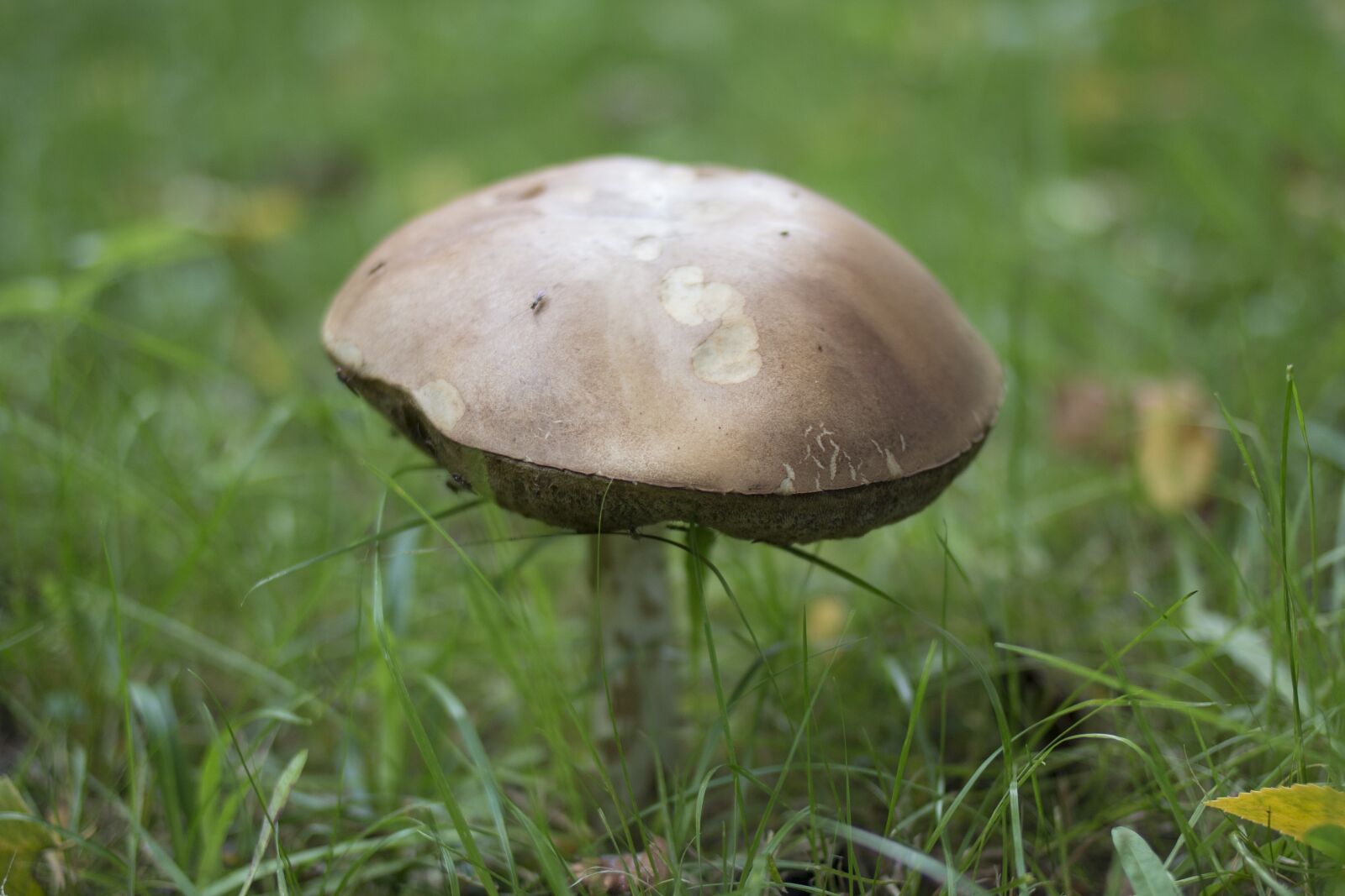 Canon EOS 70D + Canon EF 35mm F2 sample photo. Mushroom, grass, green photography