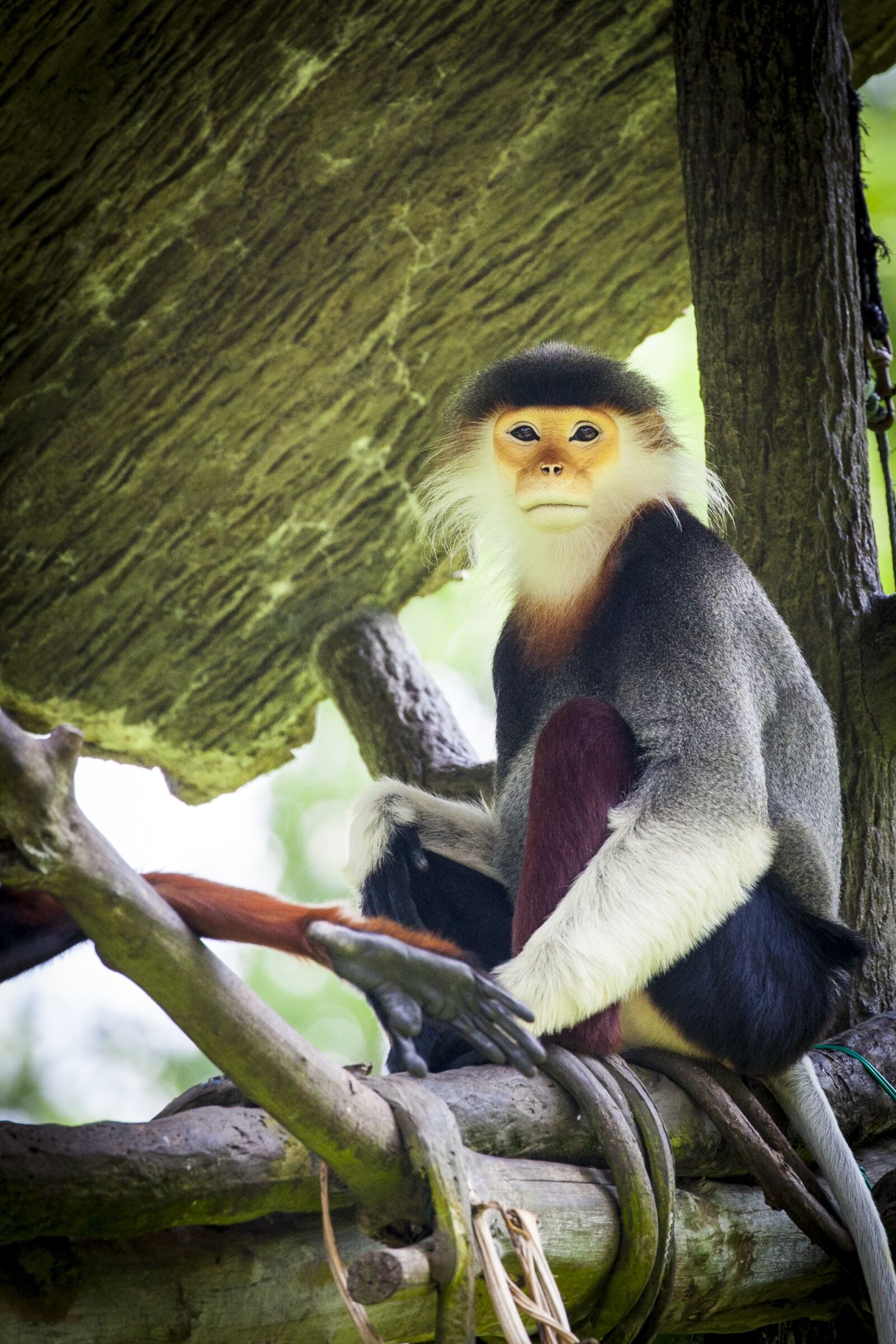 Canon EOS 5D Mark II sample photo. Monkey, douc, douc langur photography