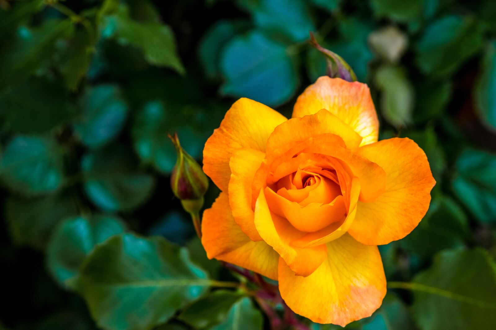 Nikon D850 sample photo. Rose, yellow, orange photography