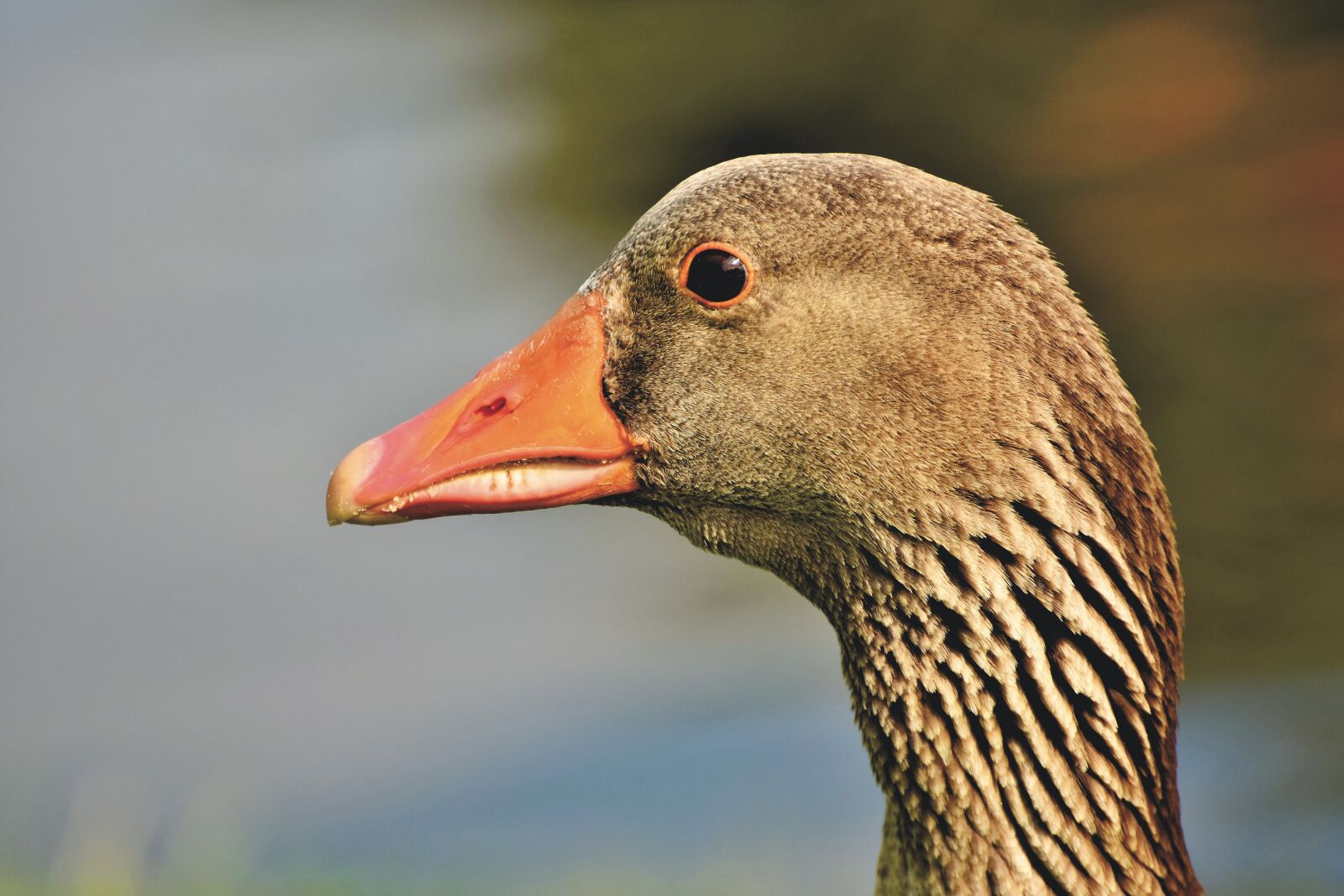 Nikon D7200 sample photo. Goose, greylag goose, bird photography