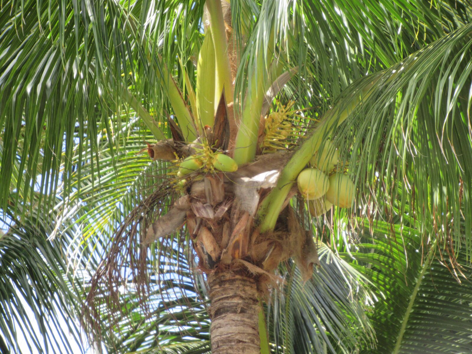 Canon PowerShot SX620 HS sample photo. Palm, coconut, tropical photography