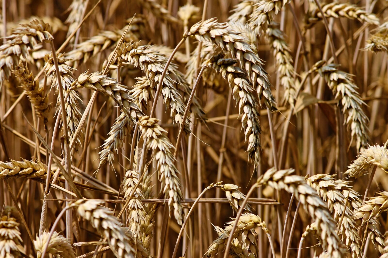 Canon EOS 1100D (EOS Rebel T3 / EOS Kiss X50) sample photo. Wheat, spike, cereals photography