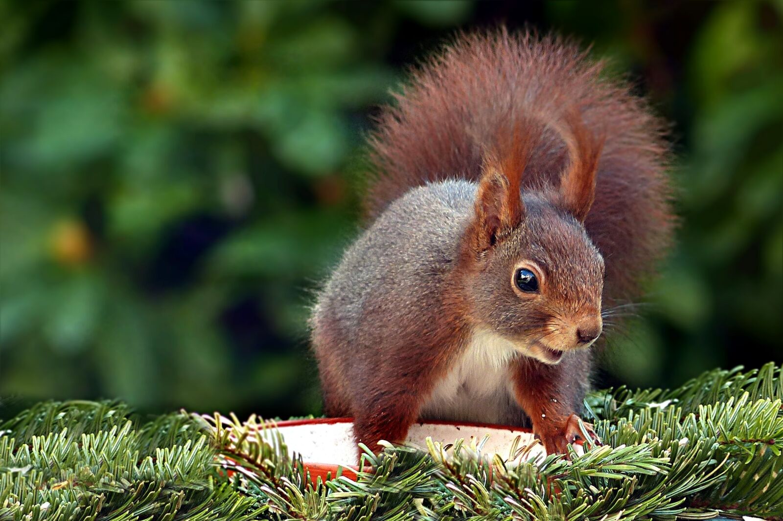 Panasonic Lumix DMC-FZ200 sample photo. Squirrel, animal, mammal photography