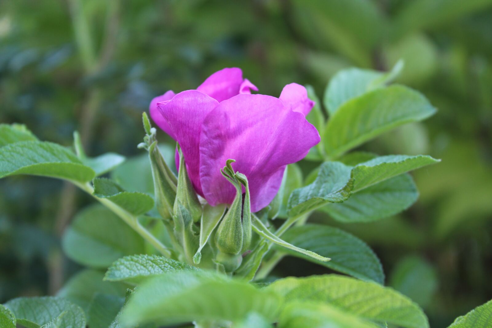Canon EOS 1300D (EOS Rebel T6 / EOS Kiss X80) sample photo. Pink, pink flower, delicate photography