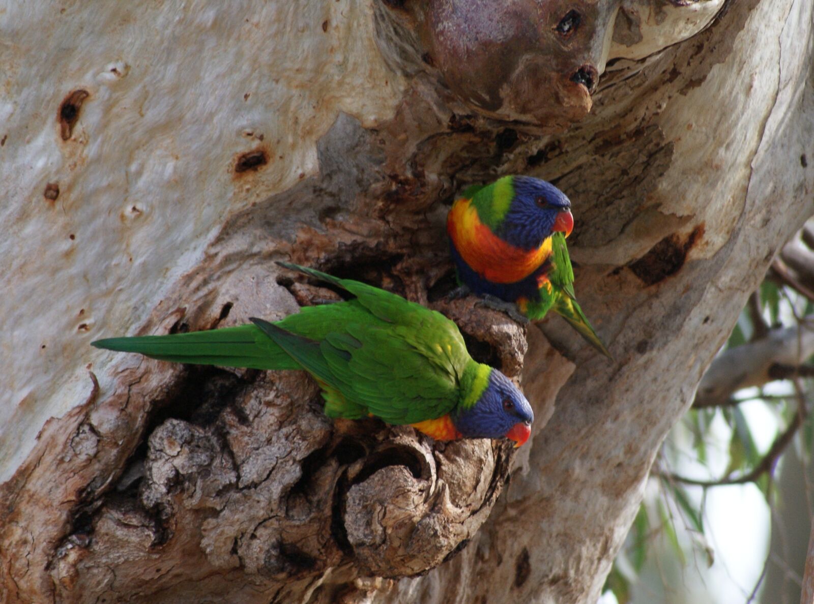 Sony Alpha DSLR-A200 sample photo. Parrots, pair, gumtree photography