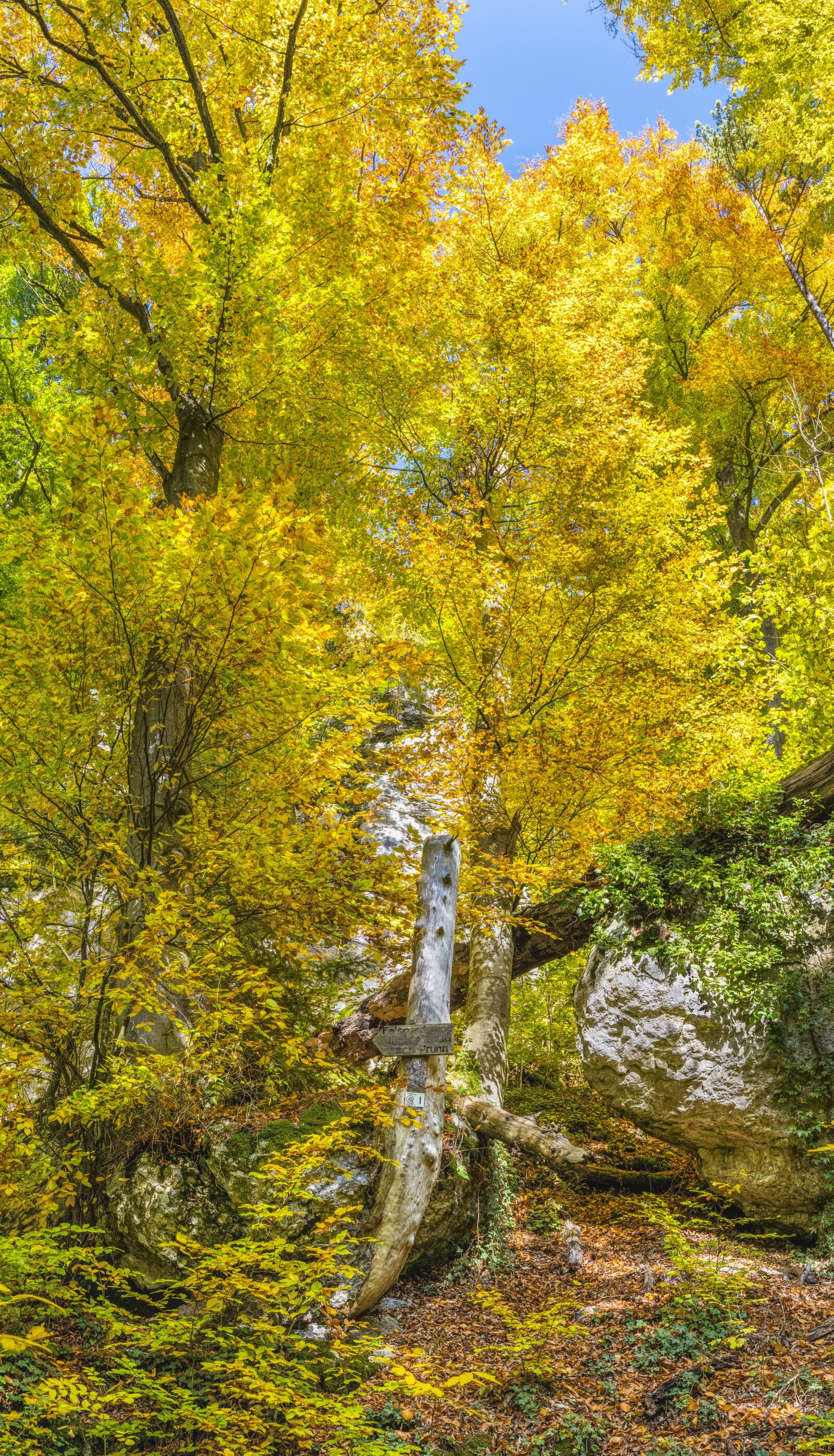 Sony a6300 + Sigma 30mm F2.8 EX DN sample photo. Autumn, directory, colorful photography