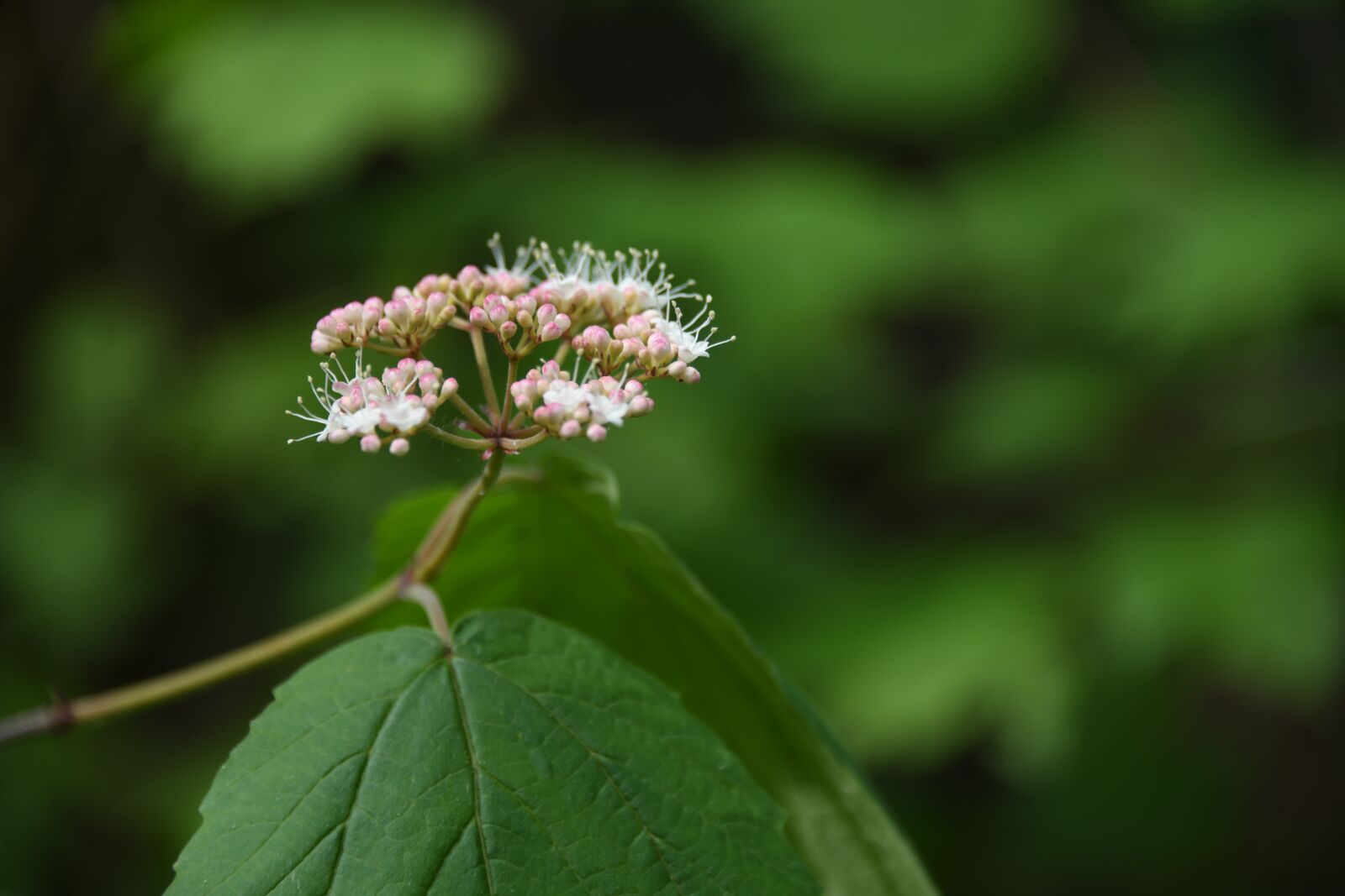 Nikon D850 sample photo. Plant, bud, vine photography