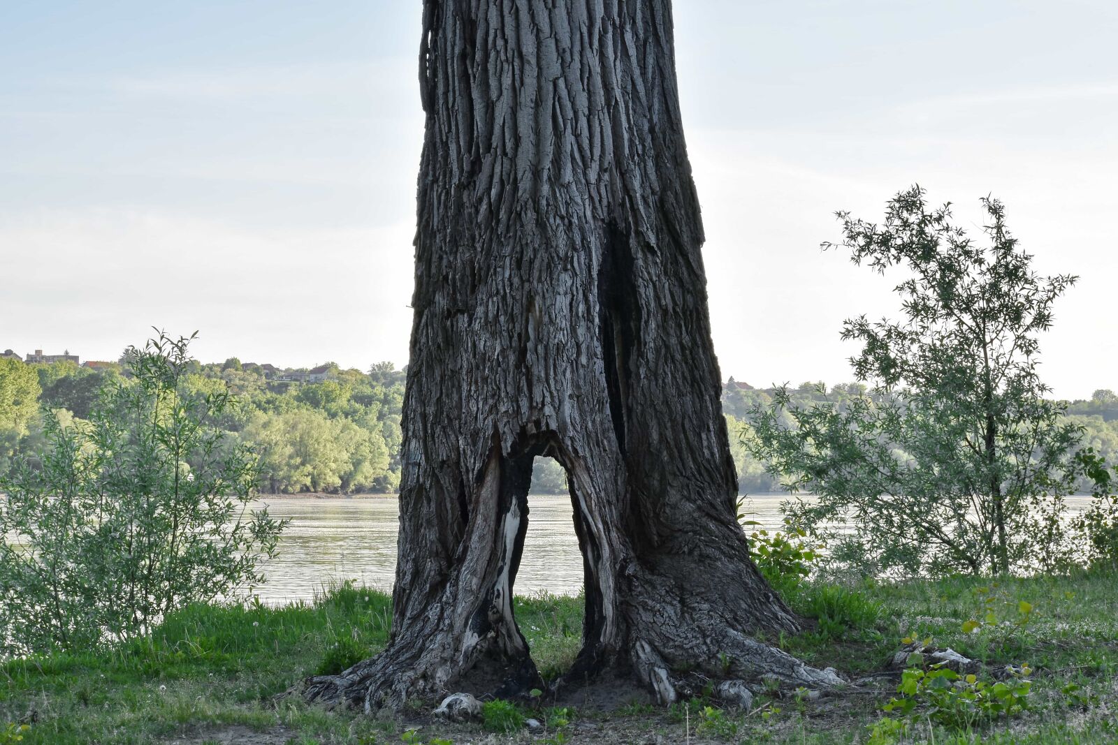 Nikon D5500 sample photo. Big, hole, old, tree photography