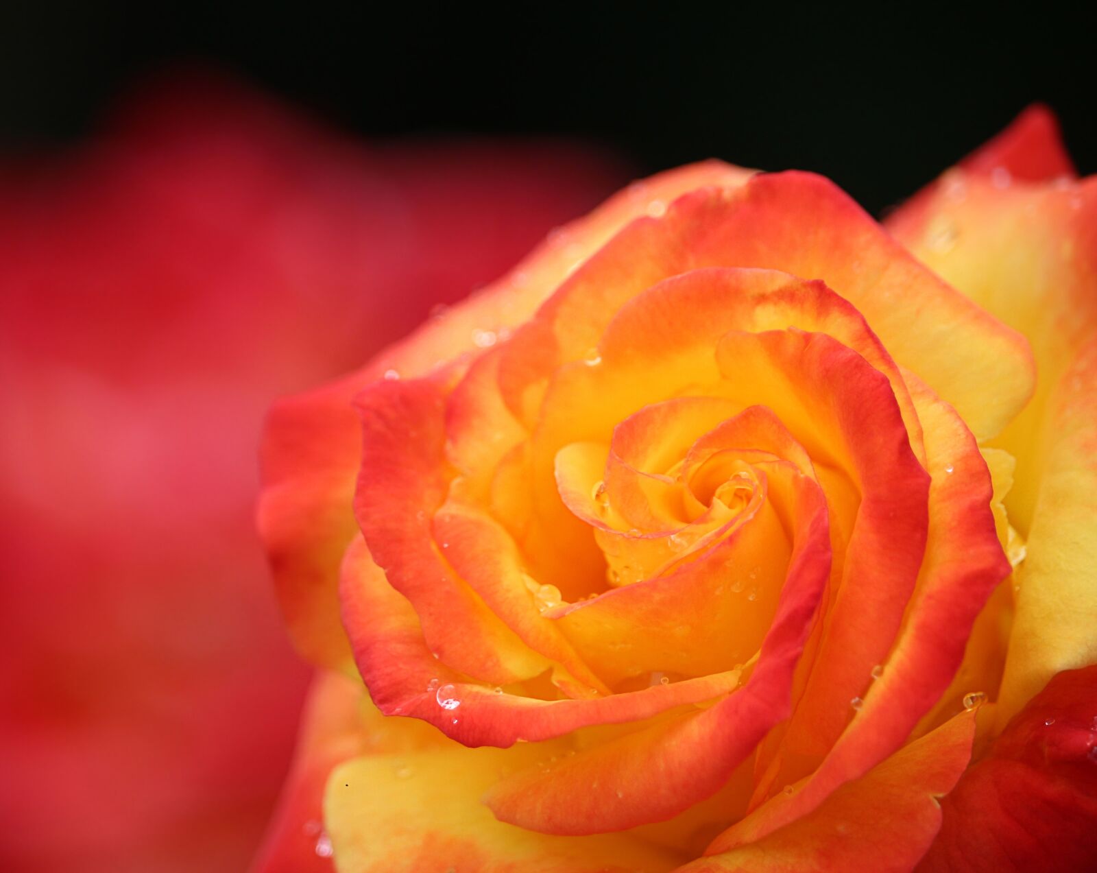 Canon EOS 700D (EOS Rebel T5i / EOS Kiss X7i) sample photo. Rose, flower, bloom photography