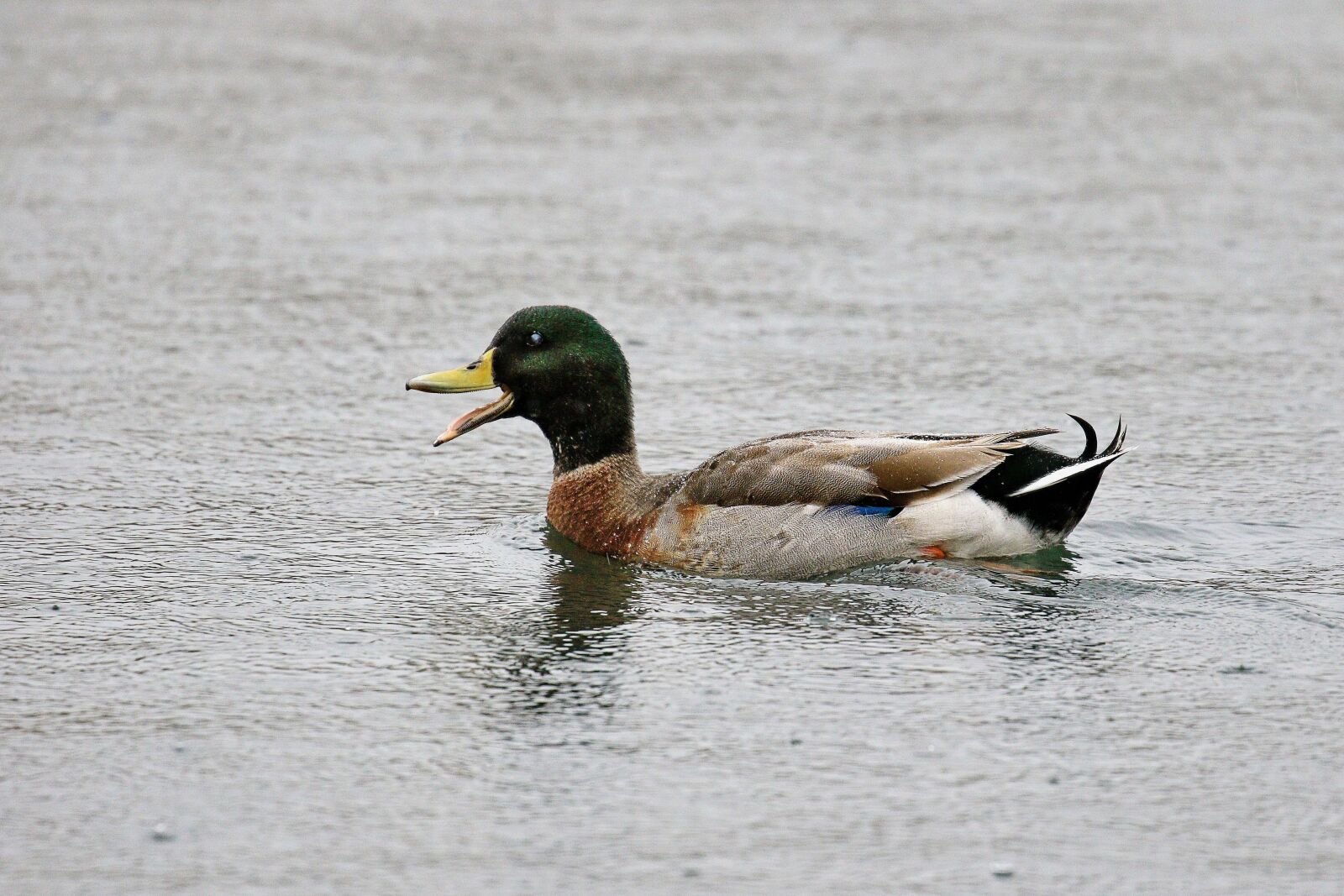 Canon EOS 7D Mark II sample photo. Male, water, nature photography